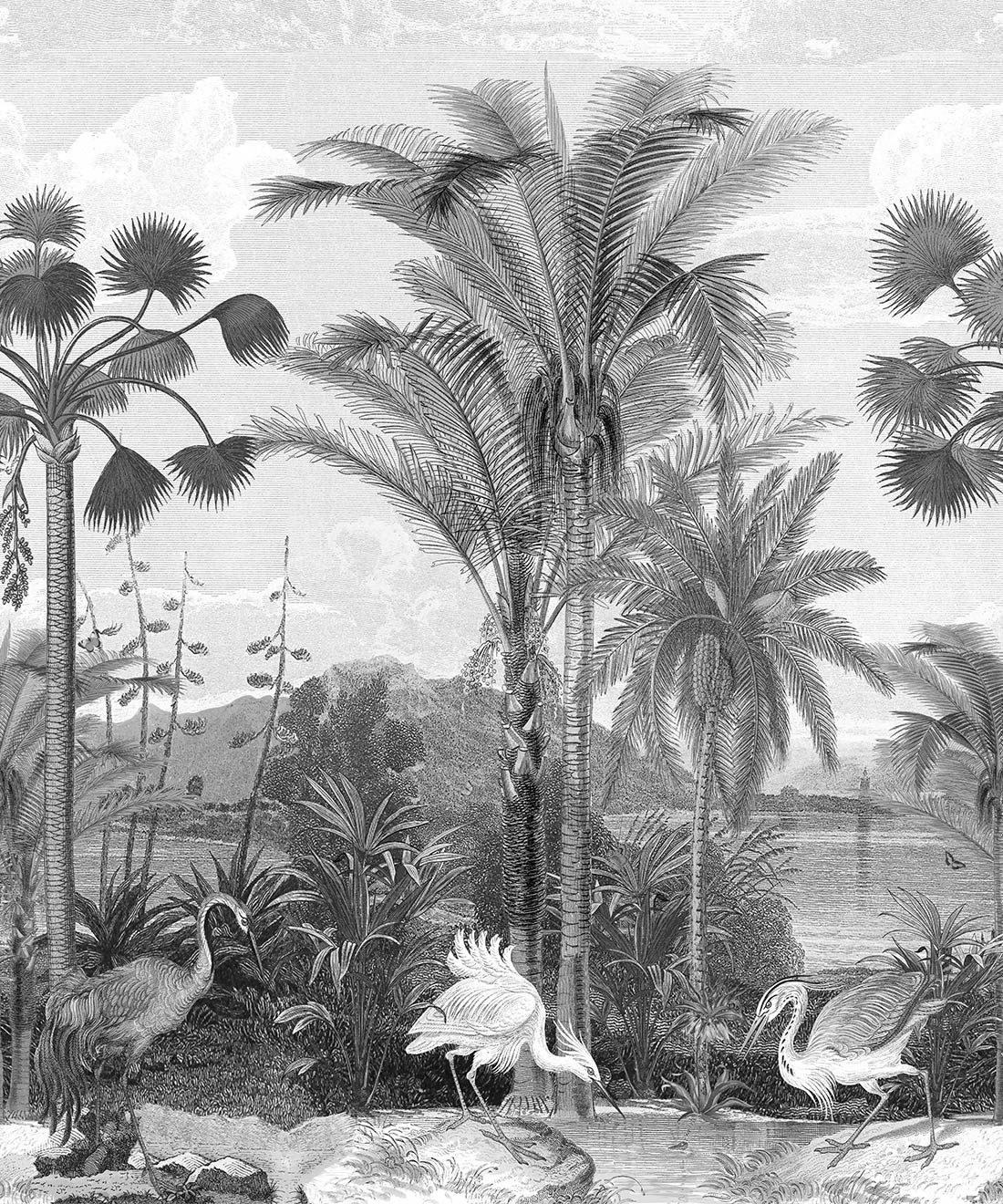 Black And White Palm Tree Wallpapers