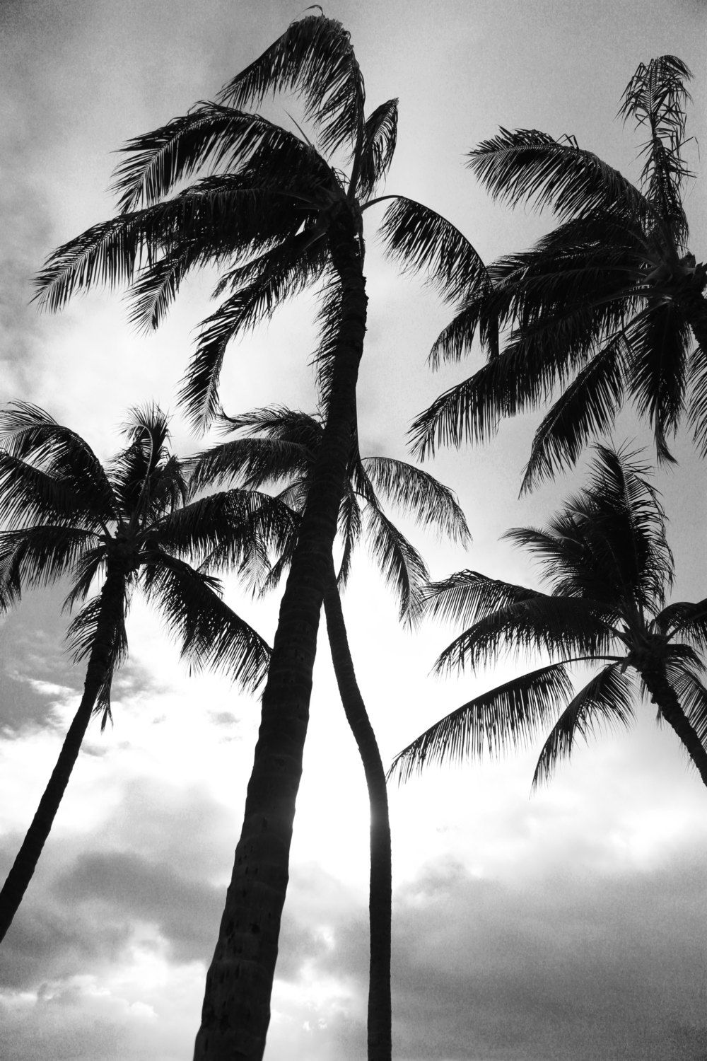 Black And White Palm Tree Wallpapers