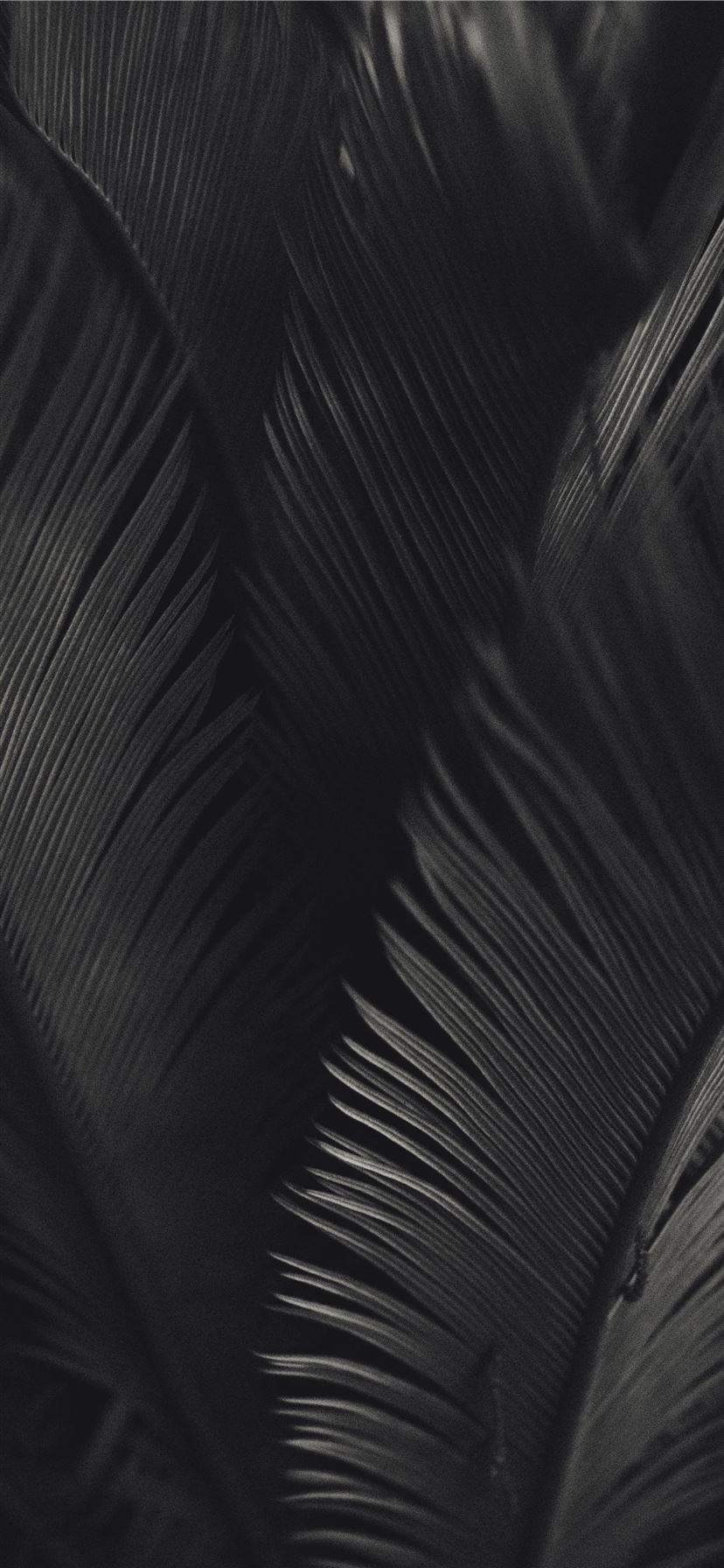 Black And White Palm Tree Wallpapers