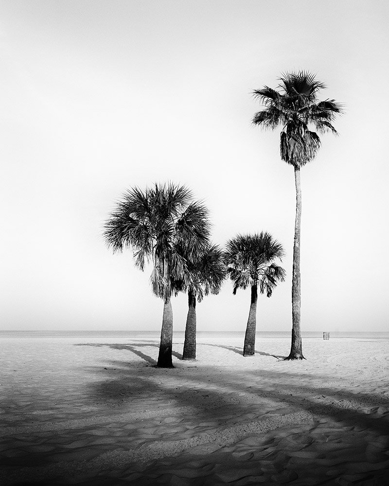 Black And White Palm Trees Wallpapers