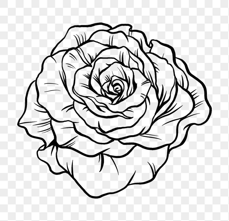 Black And White Rose Drawing Wallpapers