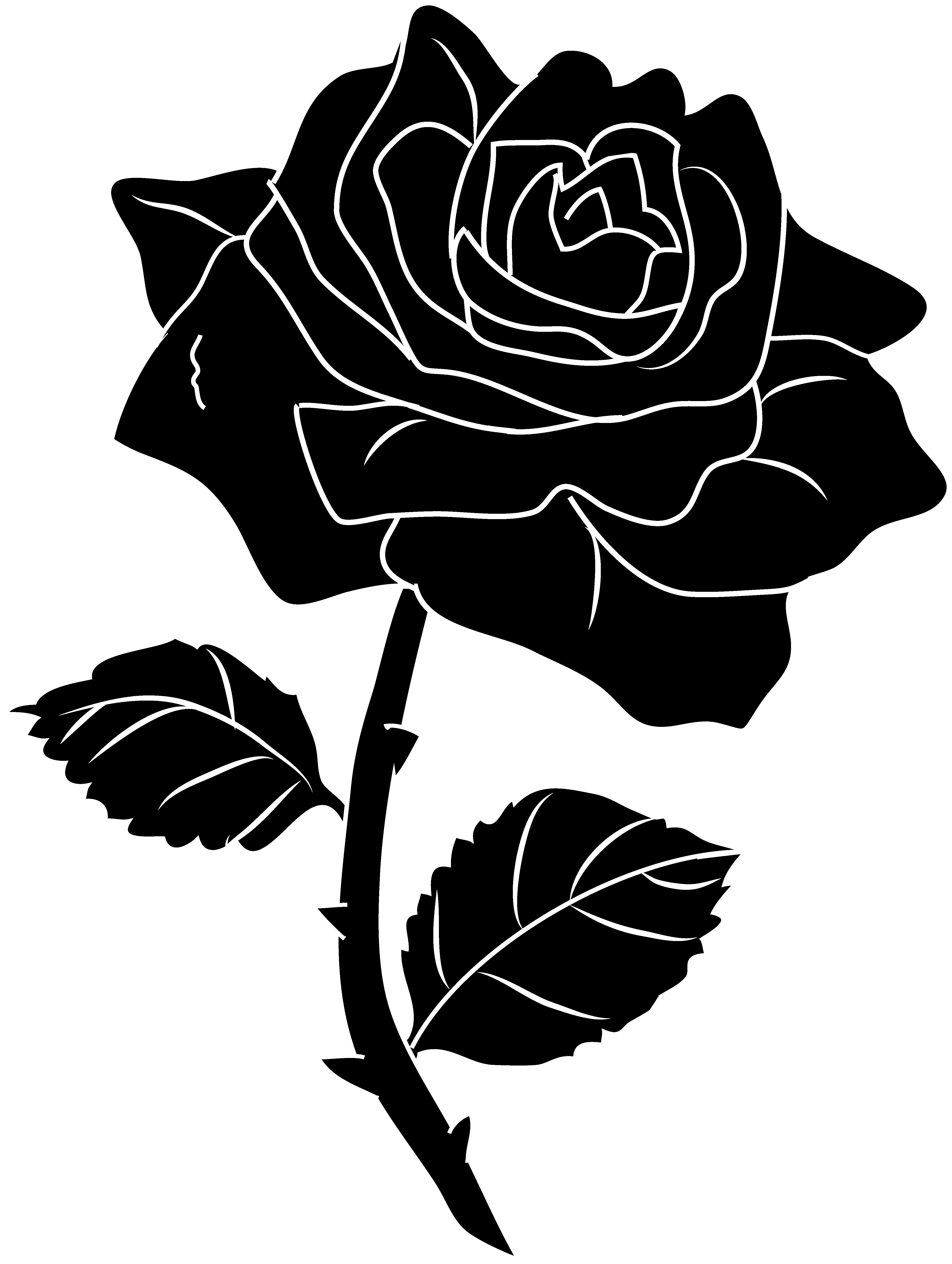 Black And White Rose Drawing Wallpapers