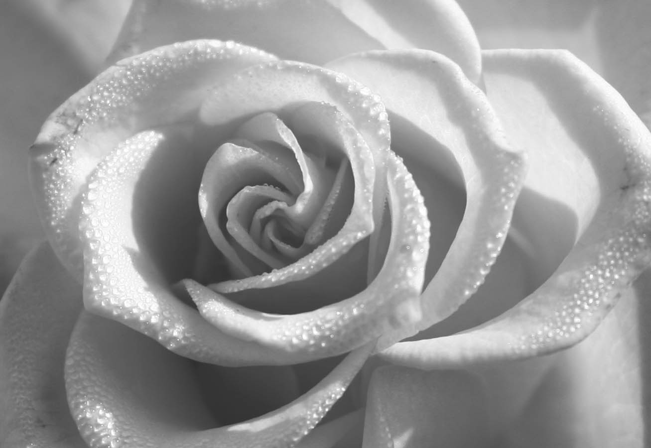 Black And White Rose Hd Wallpapers