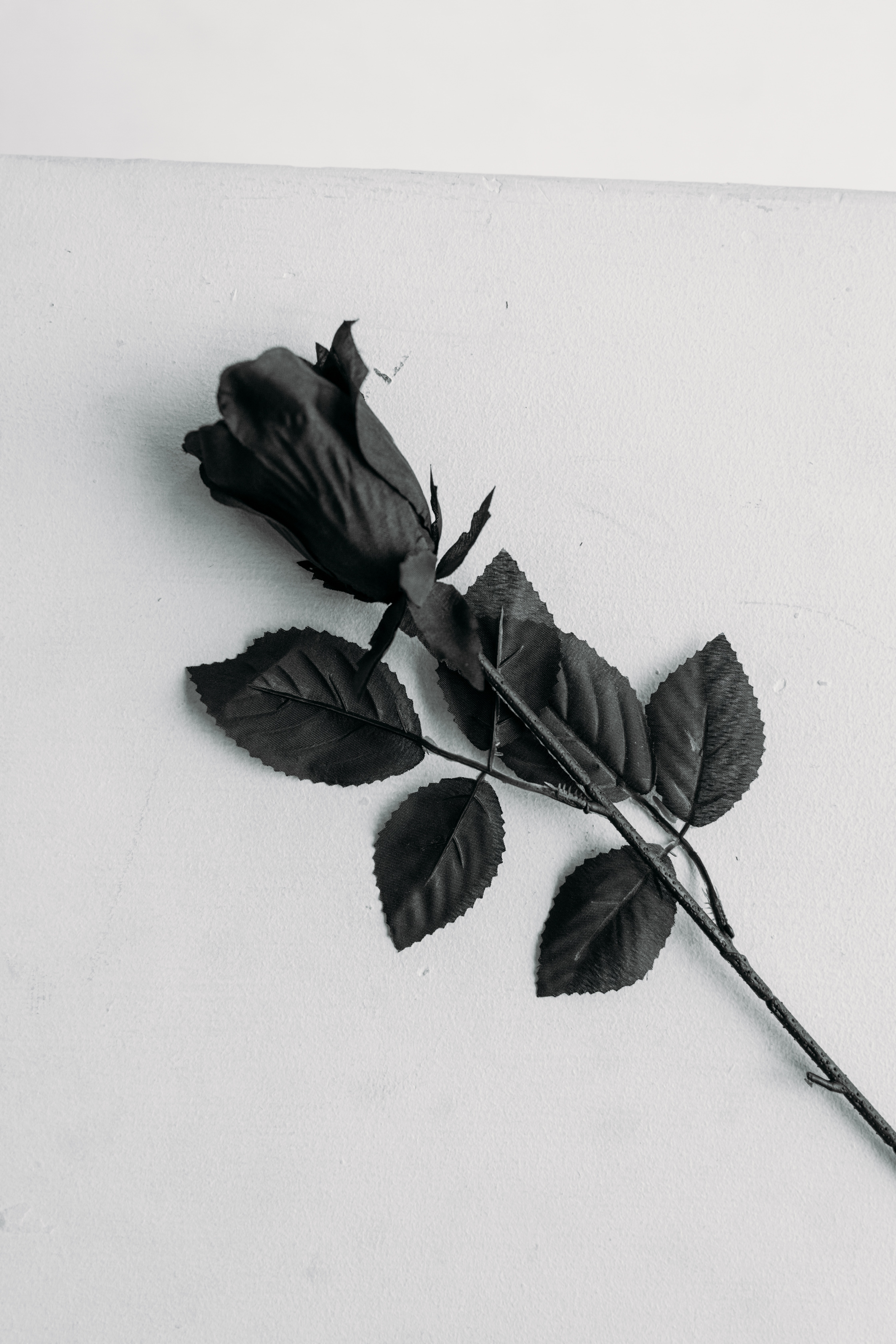 Black And White Rose Hd Wallpapers