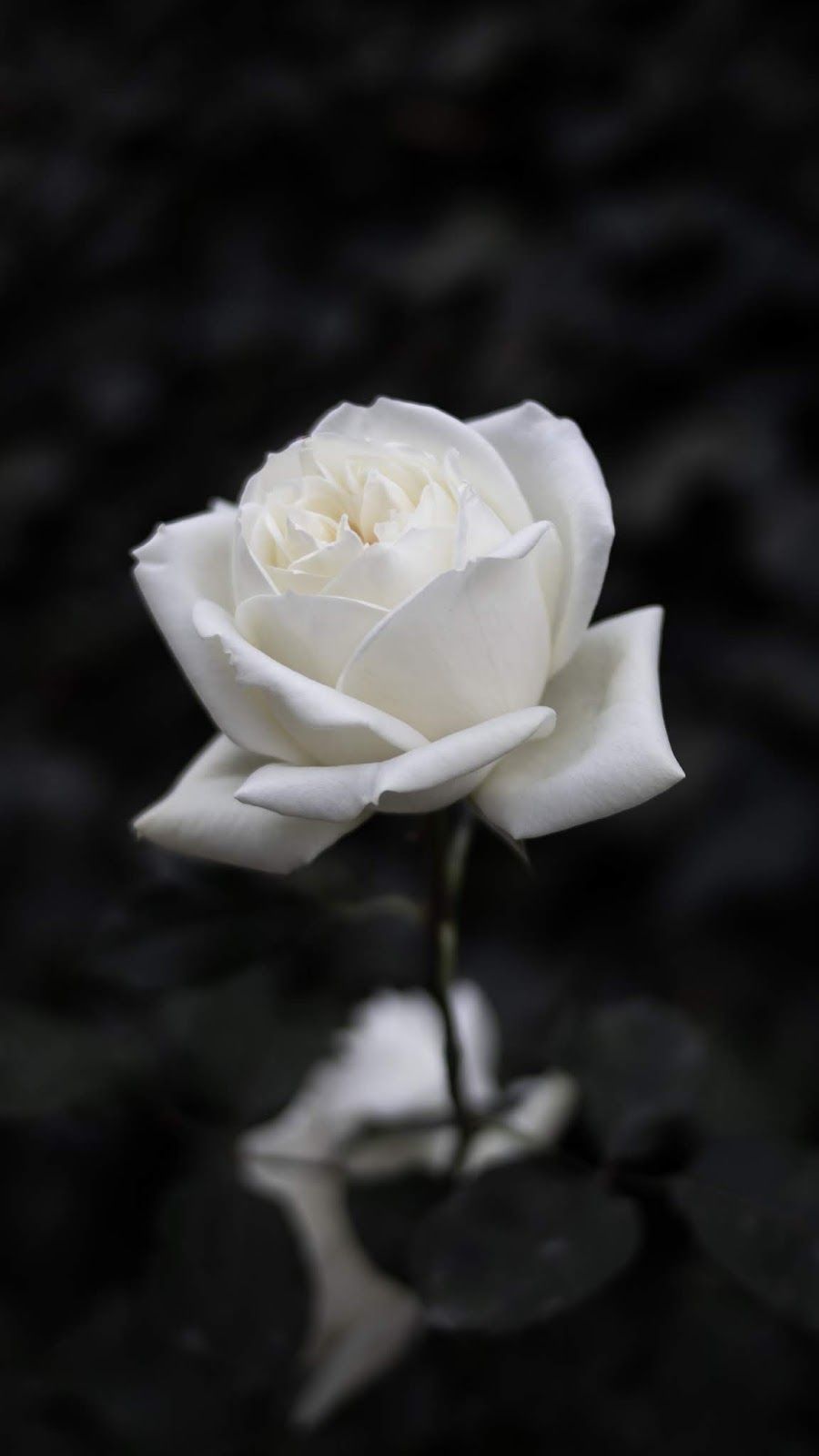 Black And White Rose Hd Wallpapers