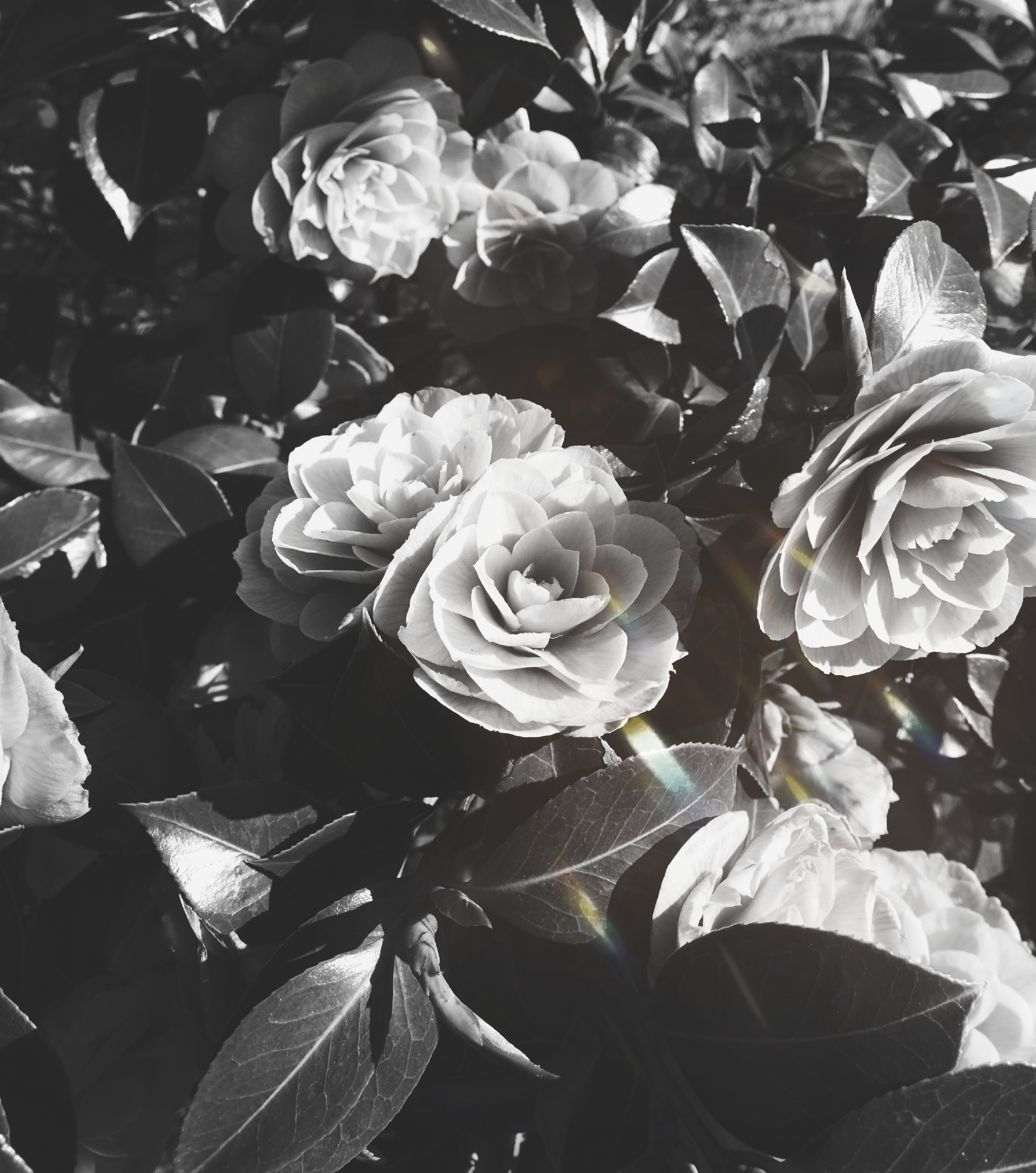 Black And White Rose Hd Wallpapers