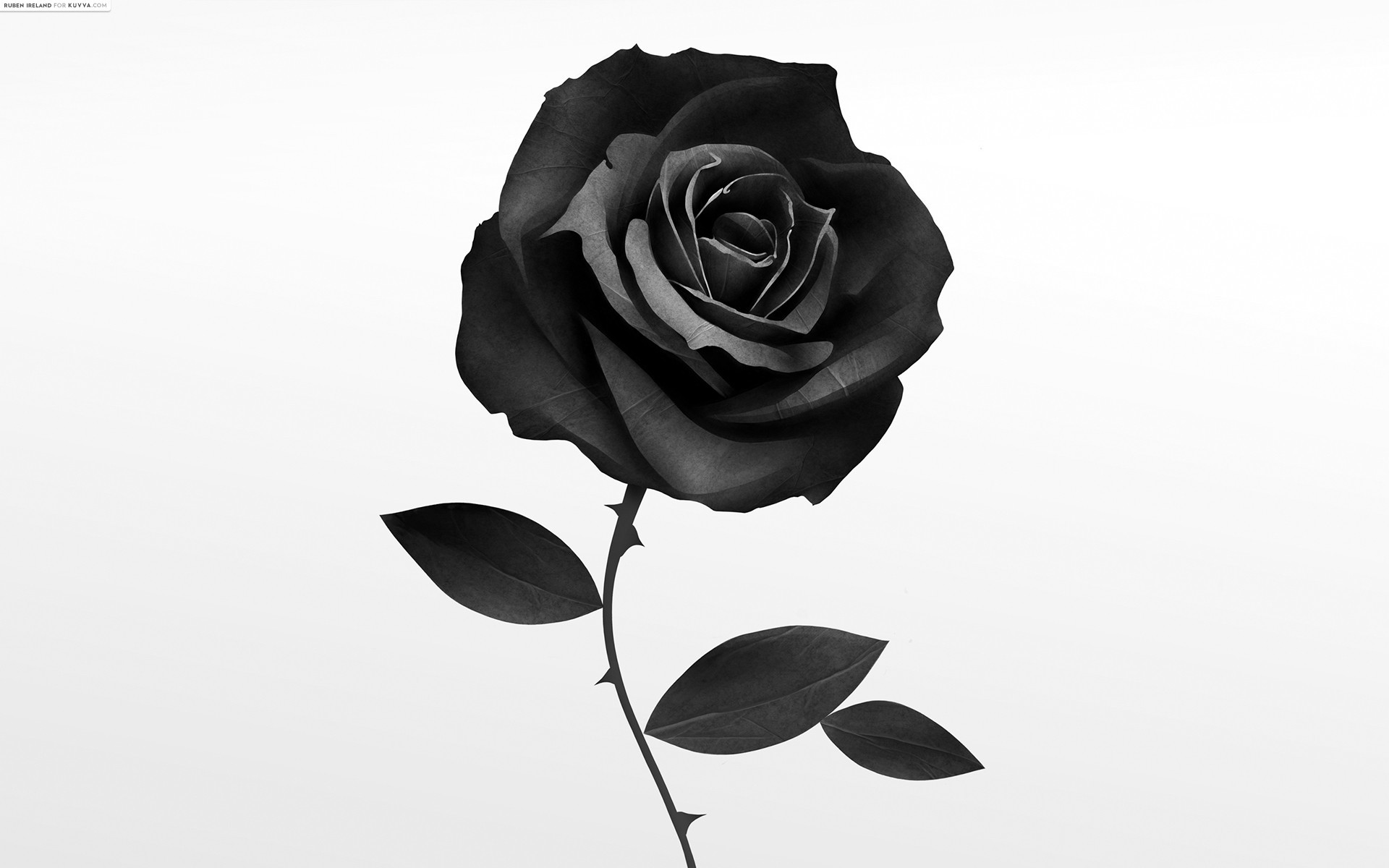 Black And White Rose Hd Wallpapers