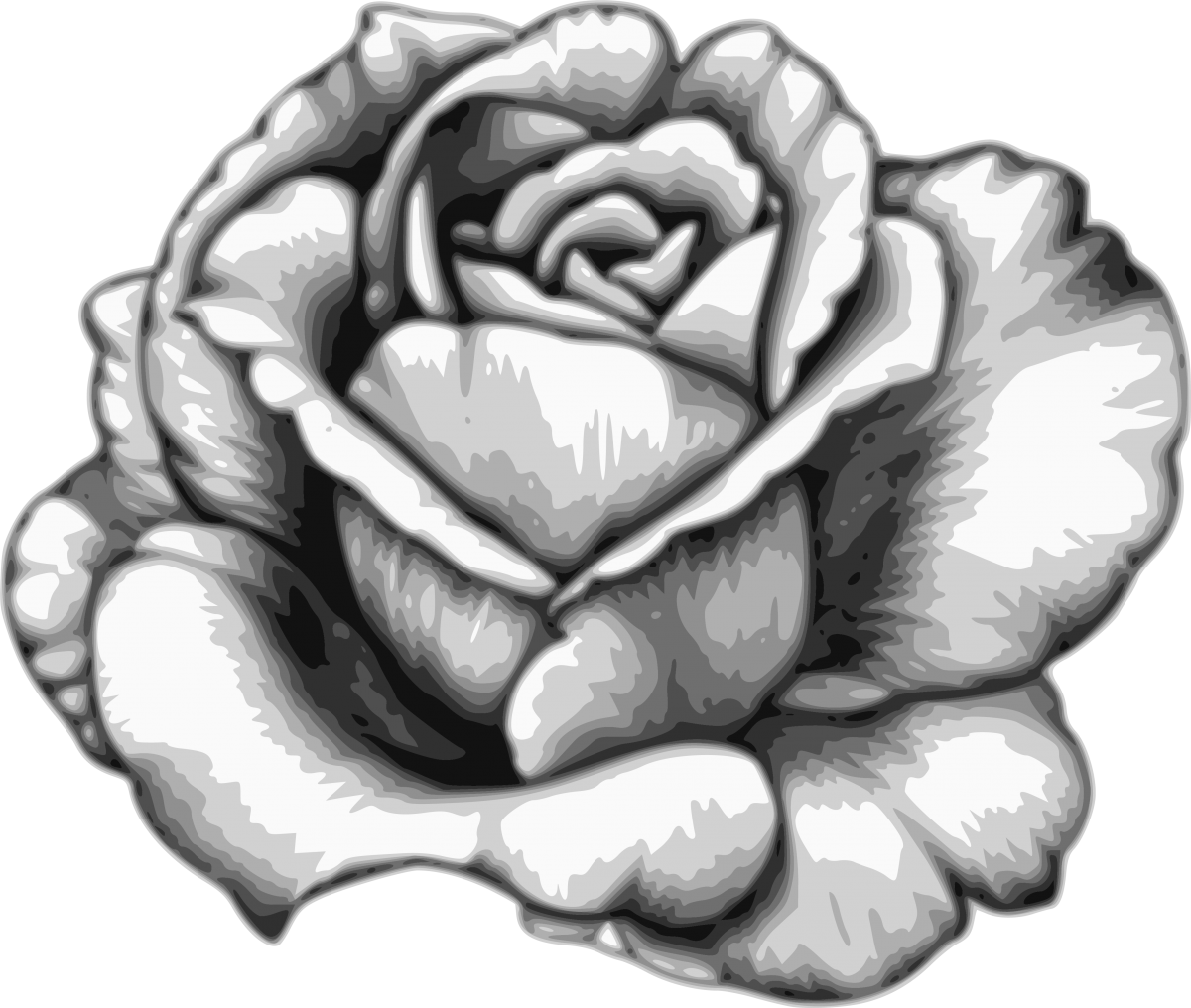 Black And White Rose Hd Wallpapers