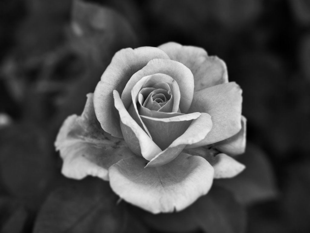 Black And White Rose Hd Wallpapers