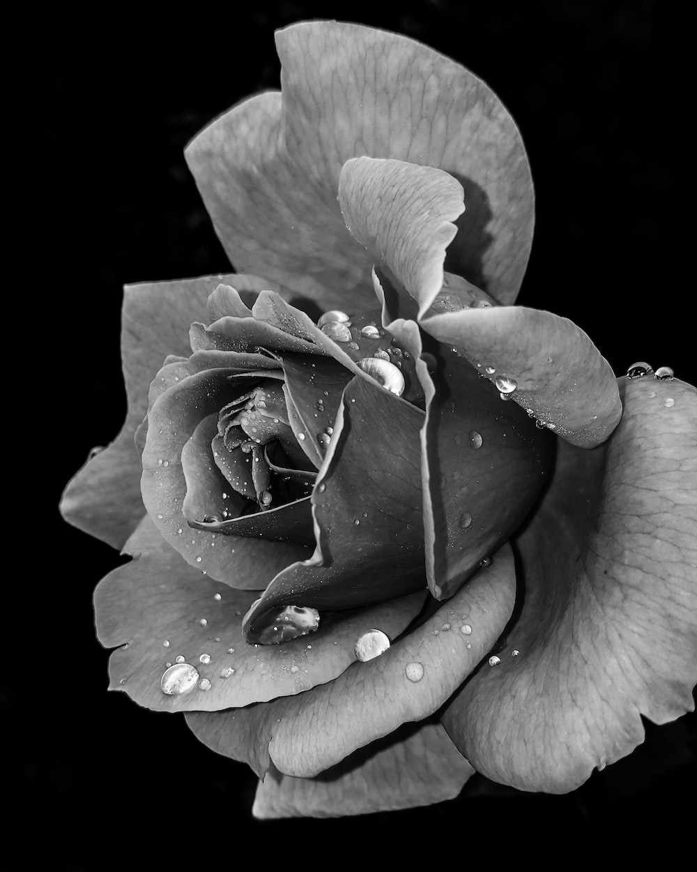 Black And White Rose Hd Wallpapers