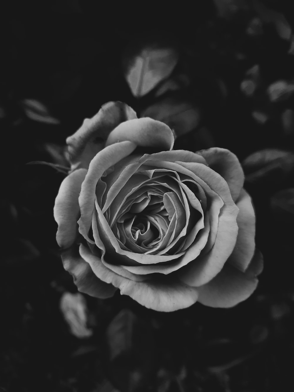 Black And White Rose Hd Wallpapers