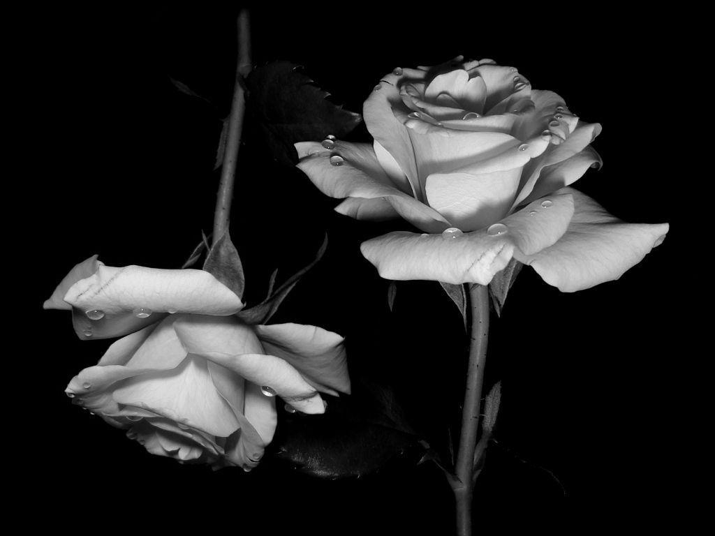 Black And White Rose Hd Wallpapers