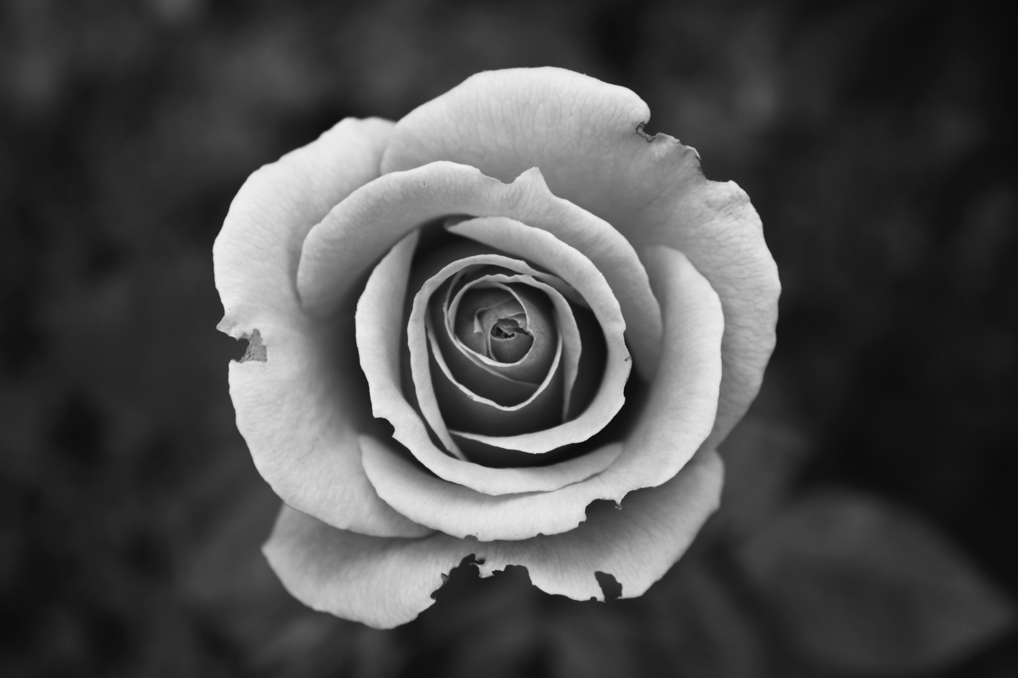 Black And White Rose Hd Wallpapers