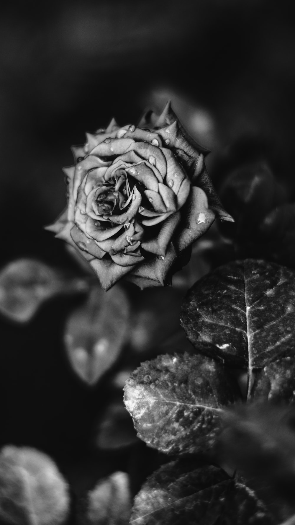 Black And White Rose Hd Wallpapers