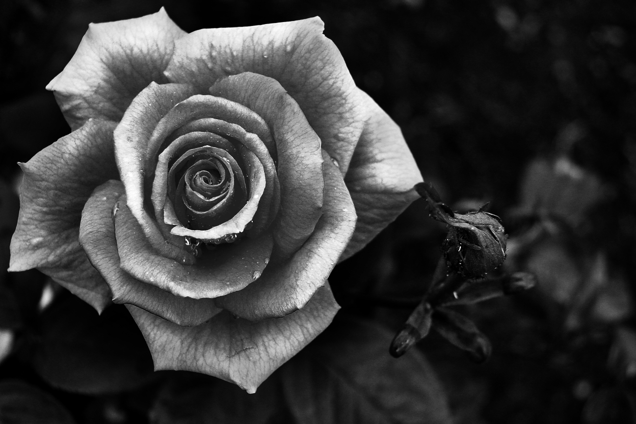 Black And White Rose Hd Wallpapers