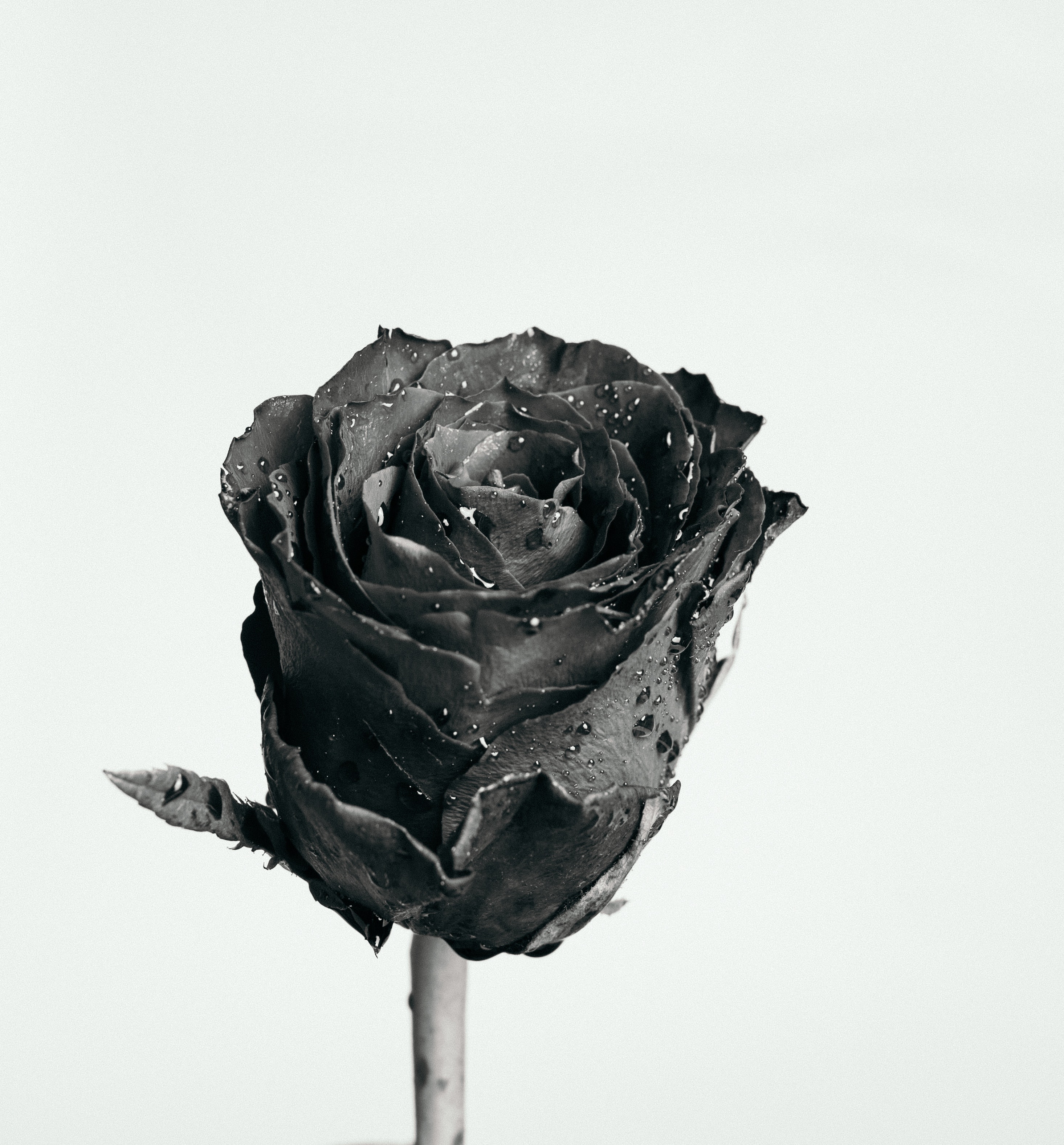 Black And White Rose Hd Wallpapers