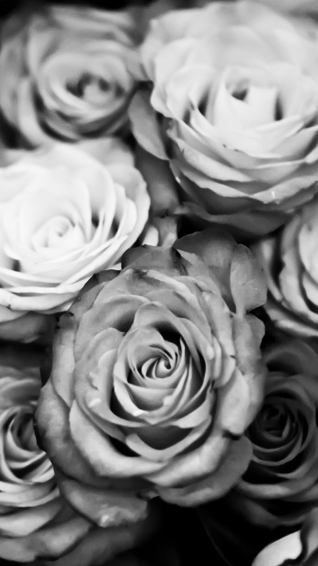 Black And White Rose Hd Wallpapers