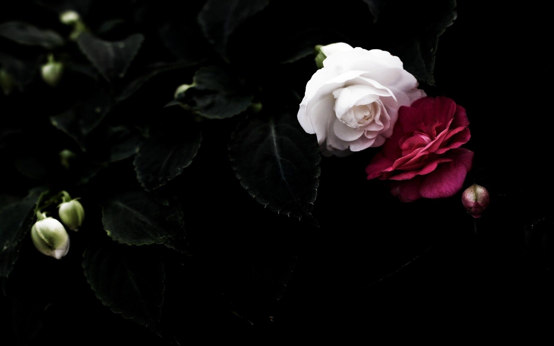 Black And White Rose Hd Wallpapers