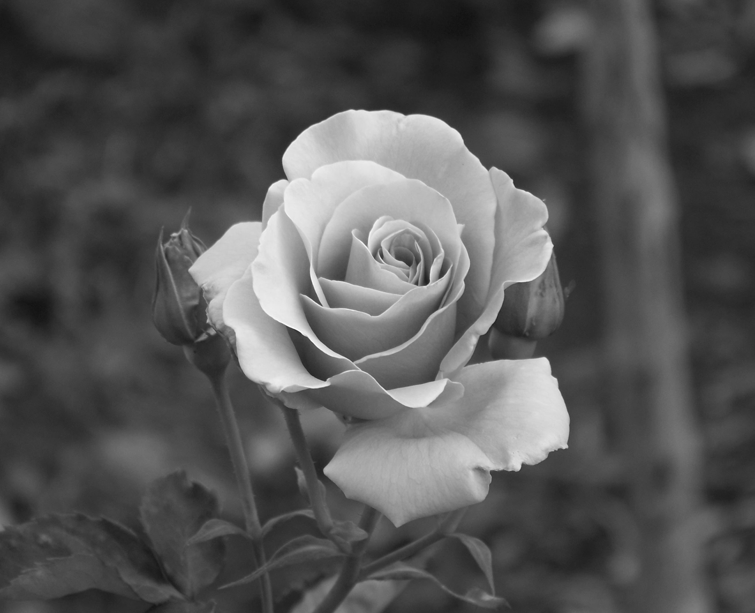 Black And White Rose Hd Wallpapers