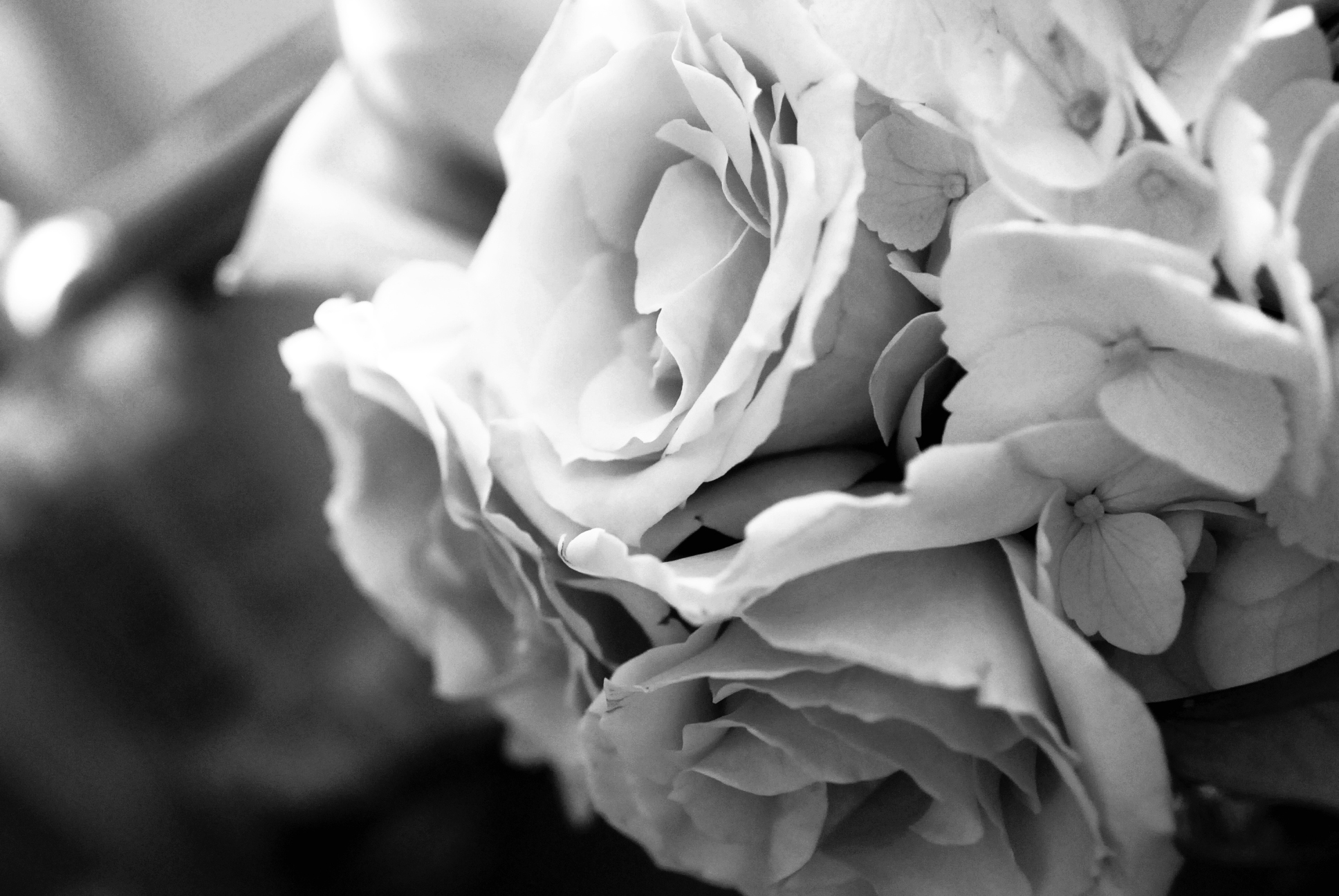 Black And White Rose Hd Wallpapers