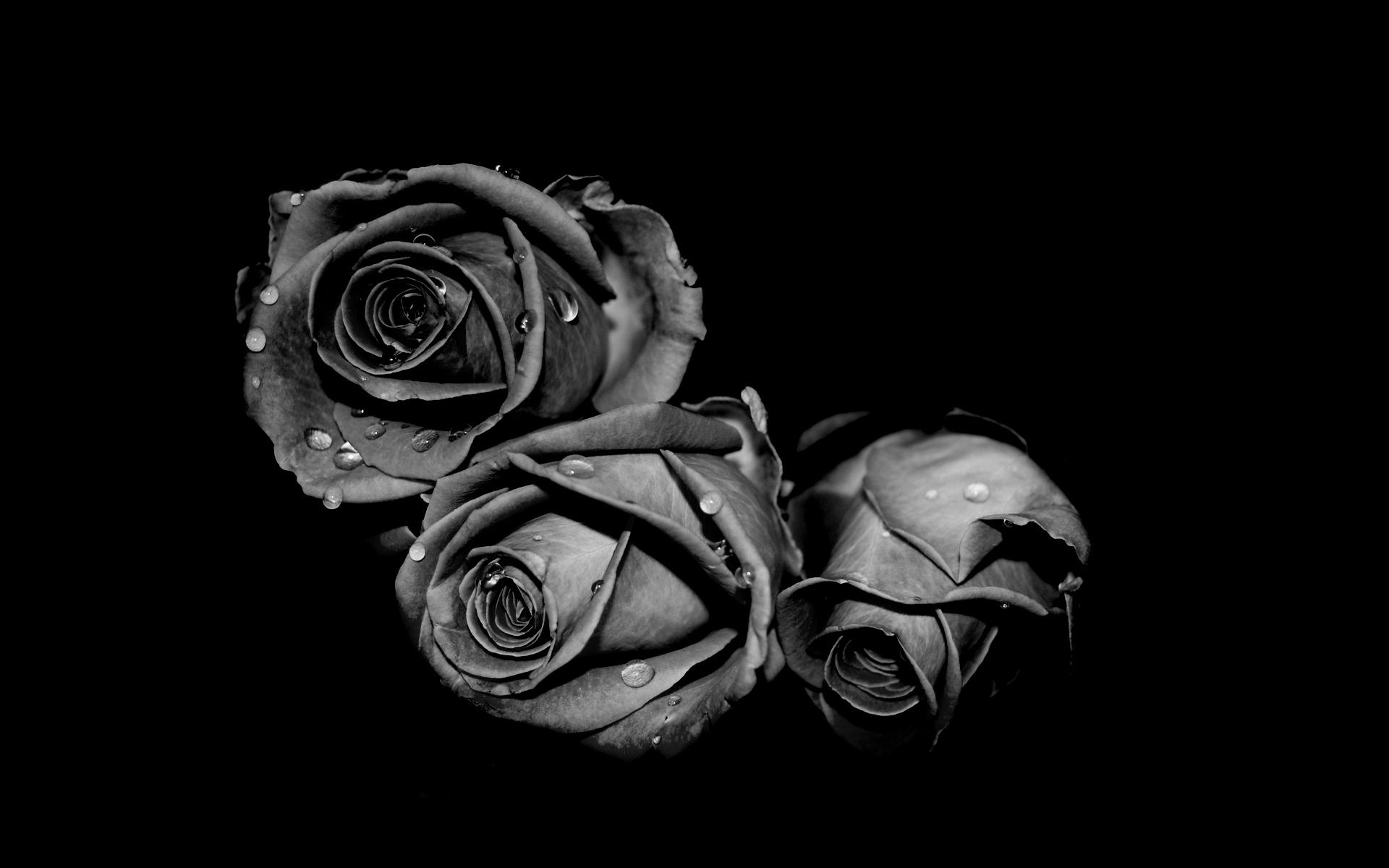 Black And White Rose Hd Wallpapers