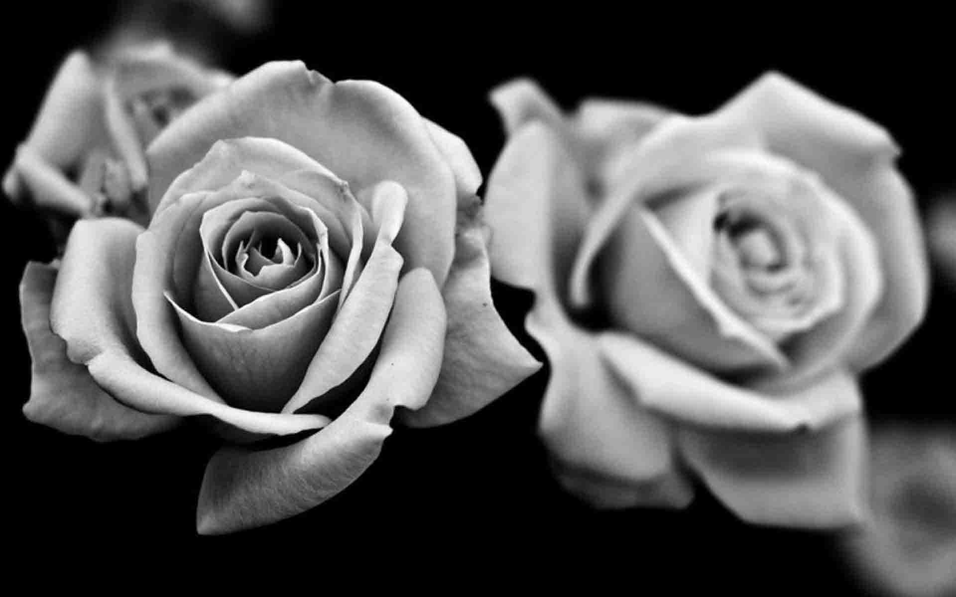 Black And White Rose Hd Wallpapers