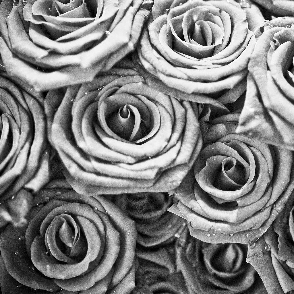 Black And White Rose Hd Wallpapers