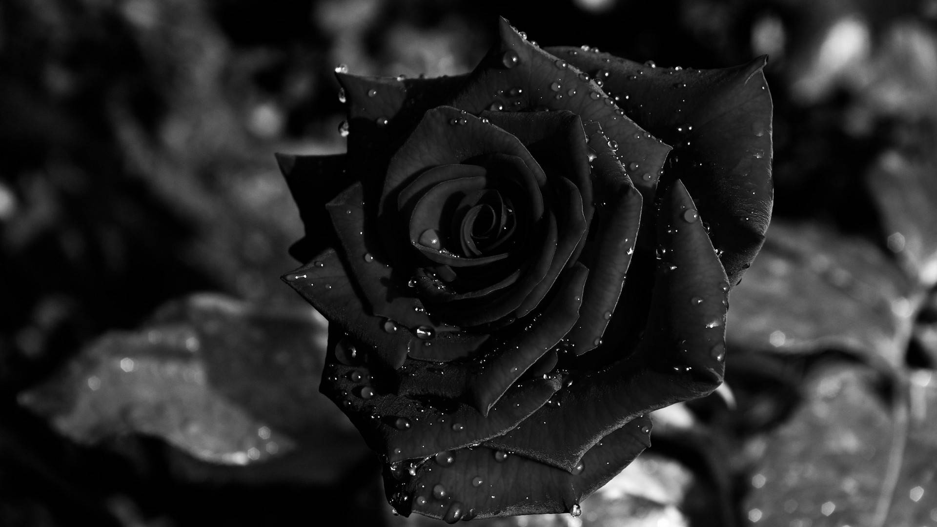 Black And White Rose Hd Wallpapers