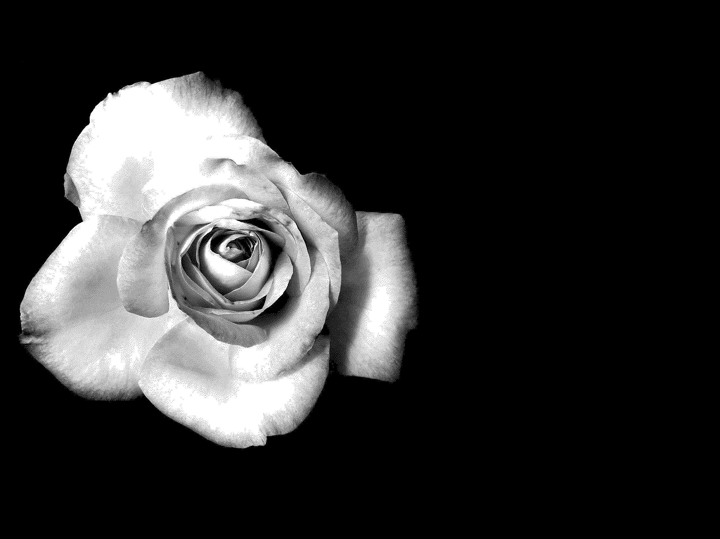 Black And White Rose Hd Wallpapers