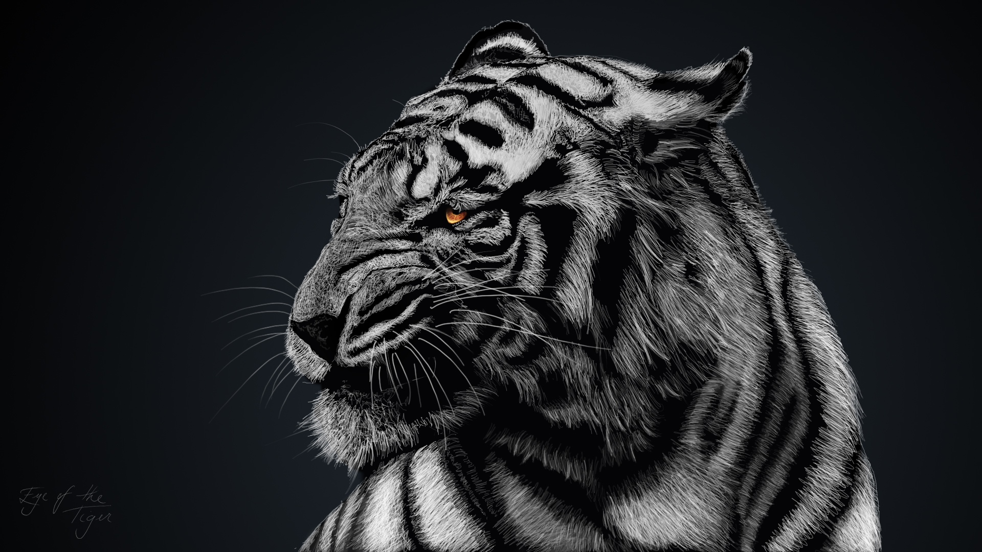 Black And White Tiger Wallpapers