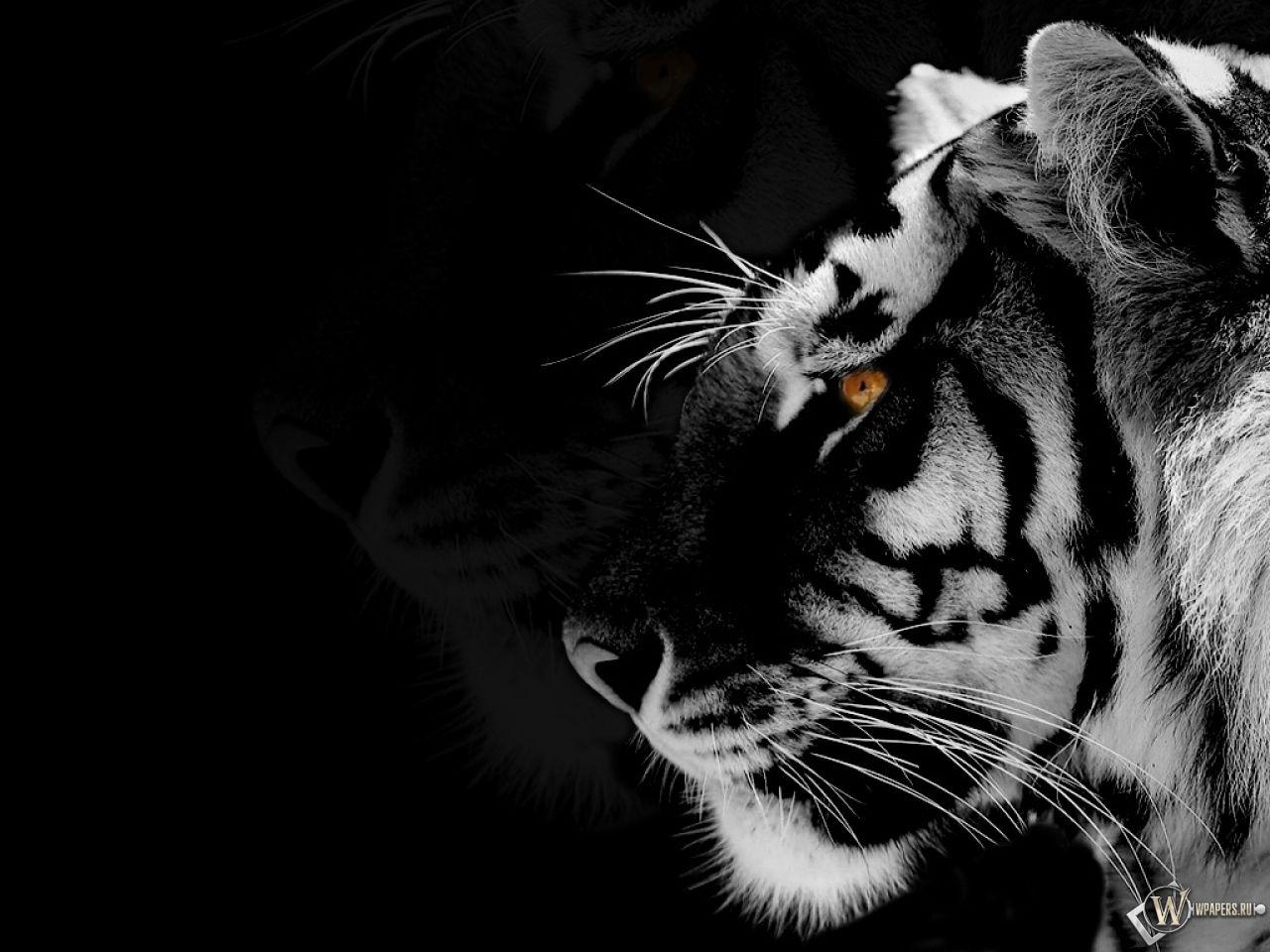 Black And White Tiger Wallpapers