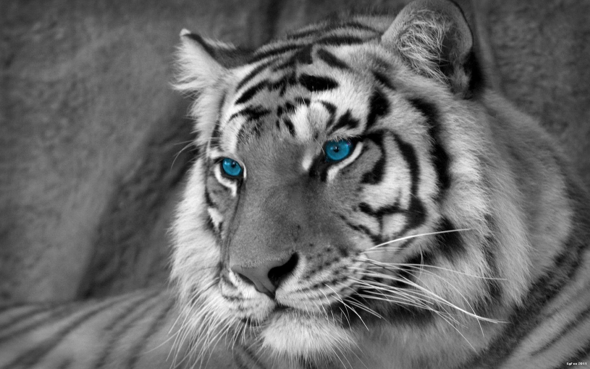 Black And White Tiger Wallpapers