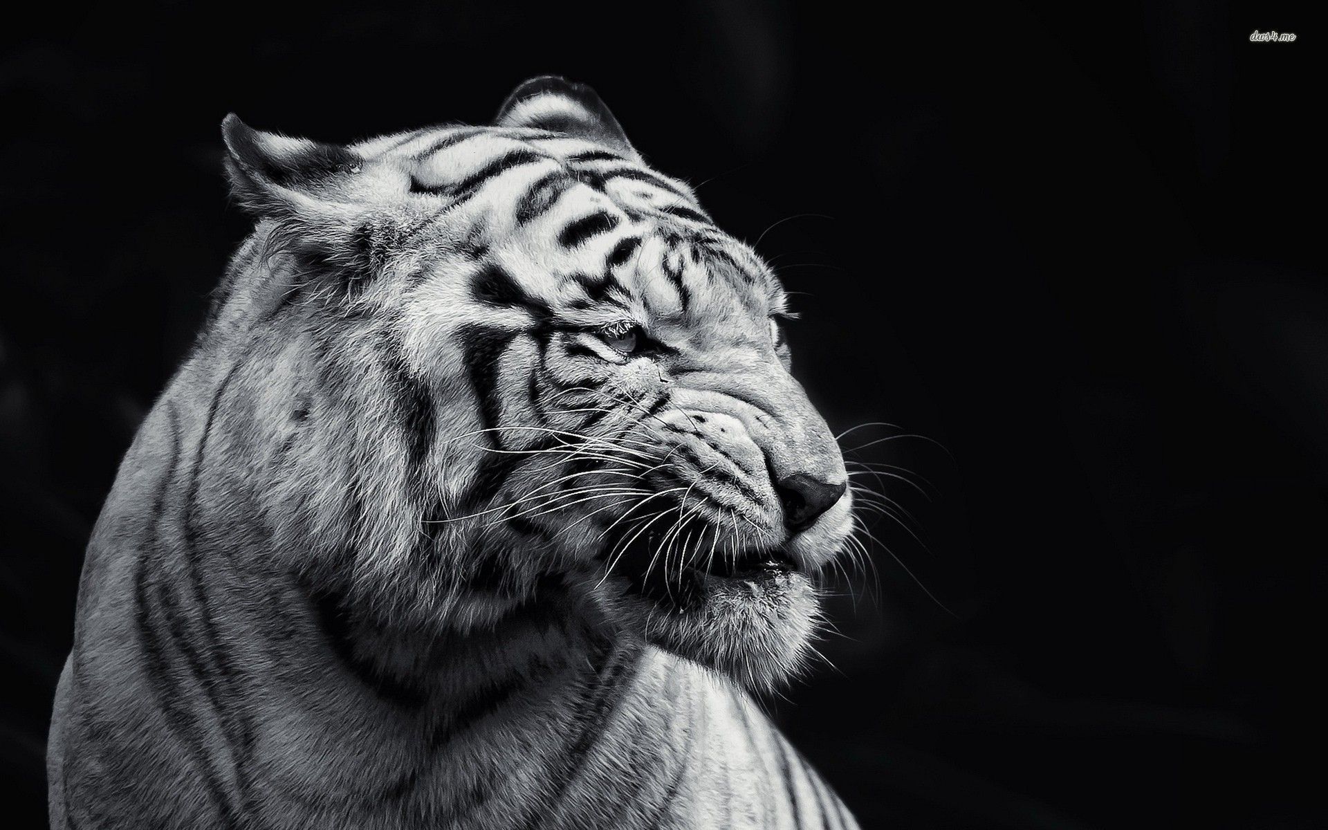 Black And White Tiger Wallpapers