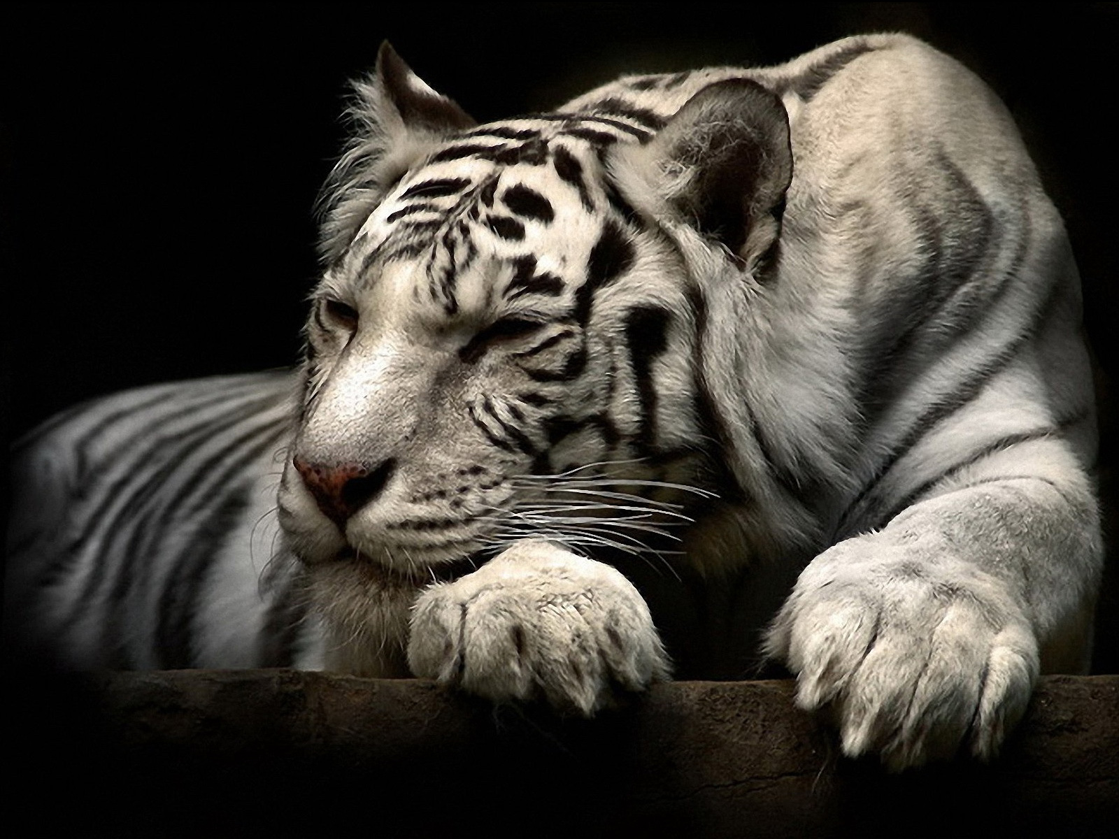 Black And White Tiger Wallpapers