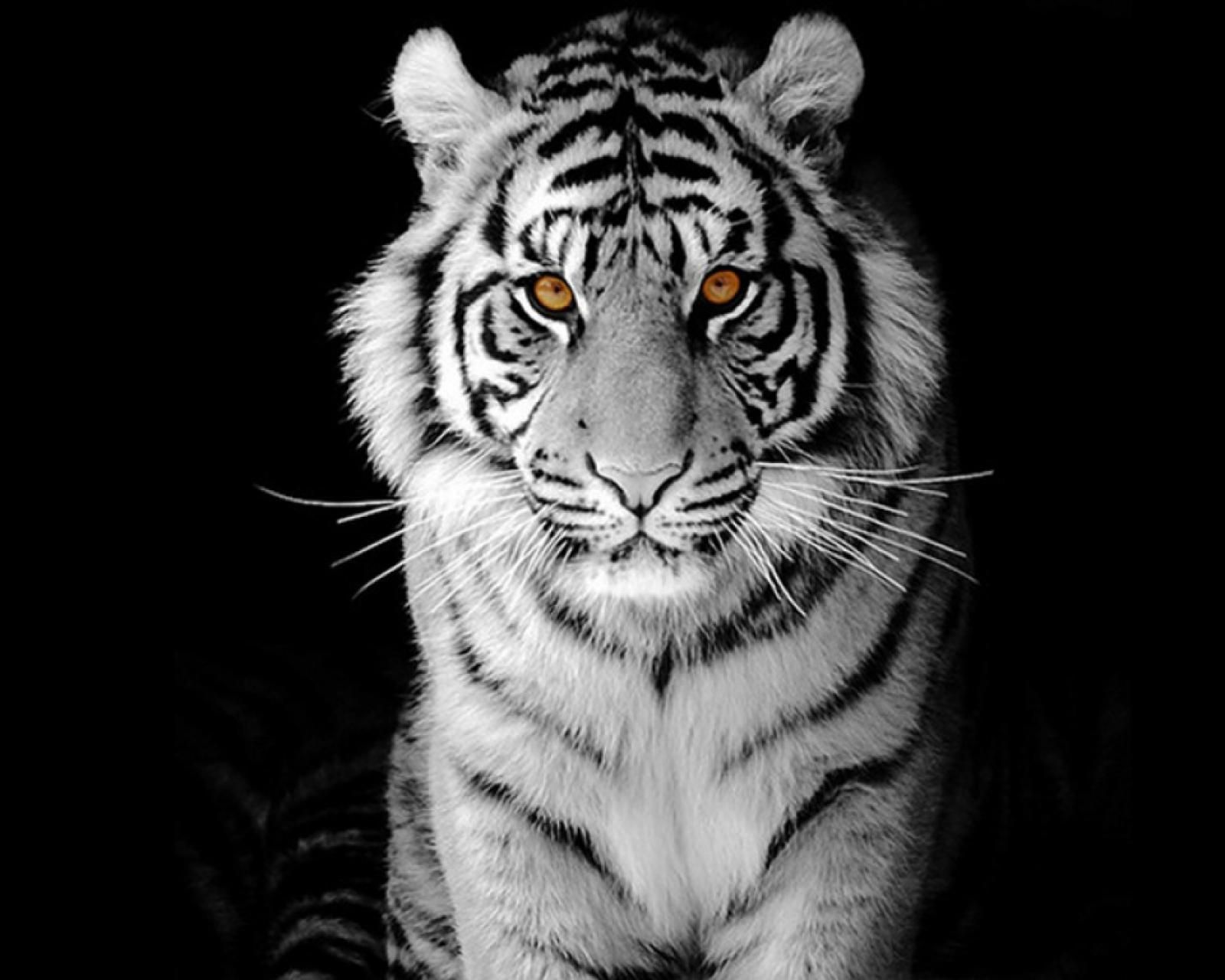 Black And White Tiger Wallpapers