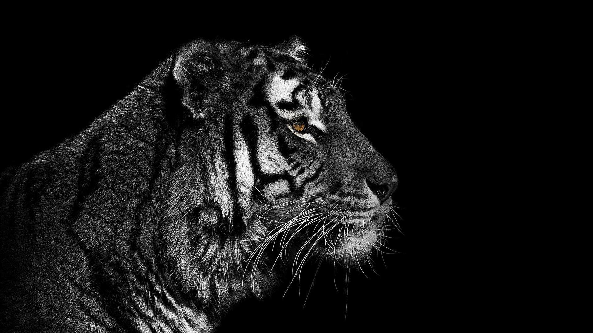 Black And White Tiger Wallpapers