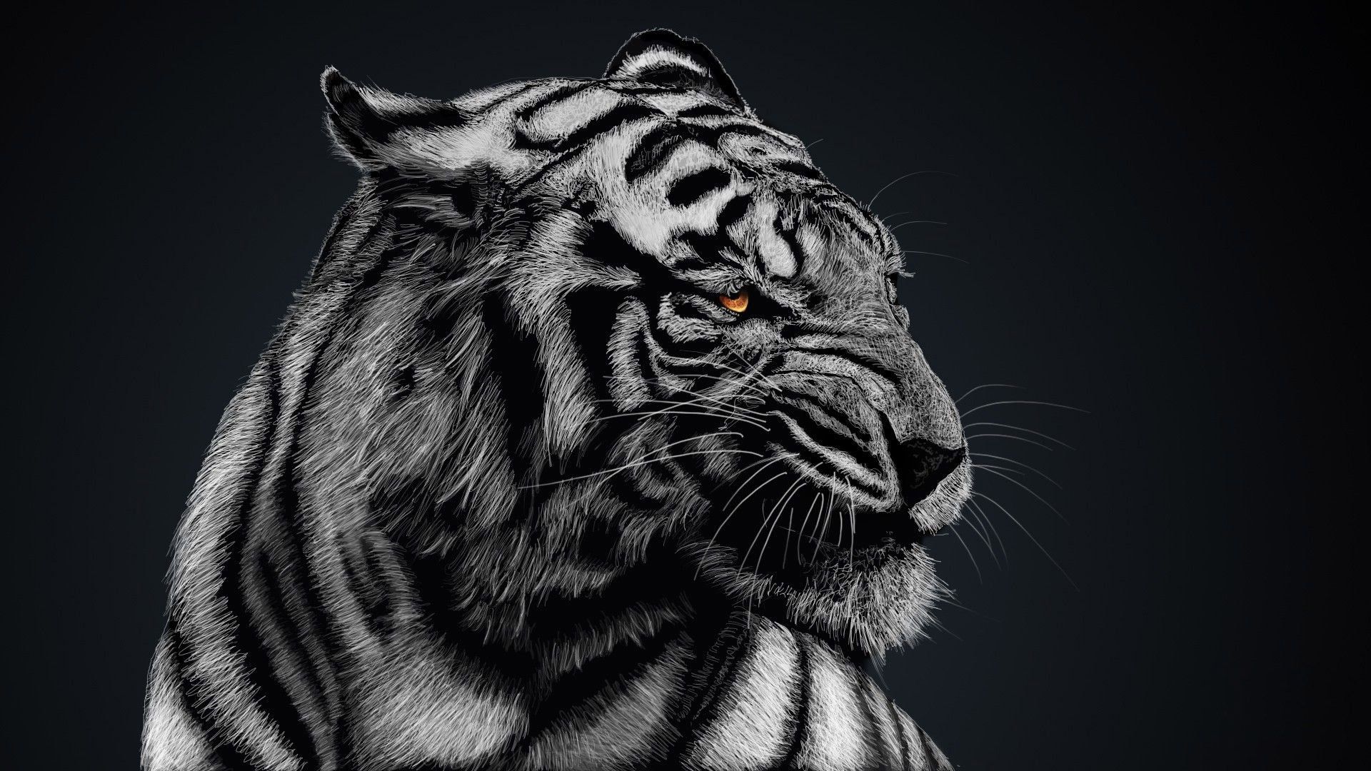 Black And White Tiger Wallpapers