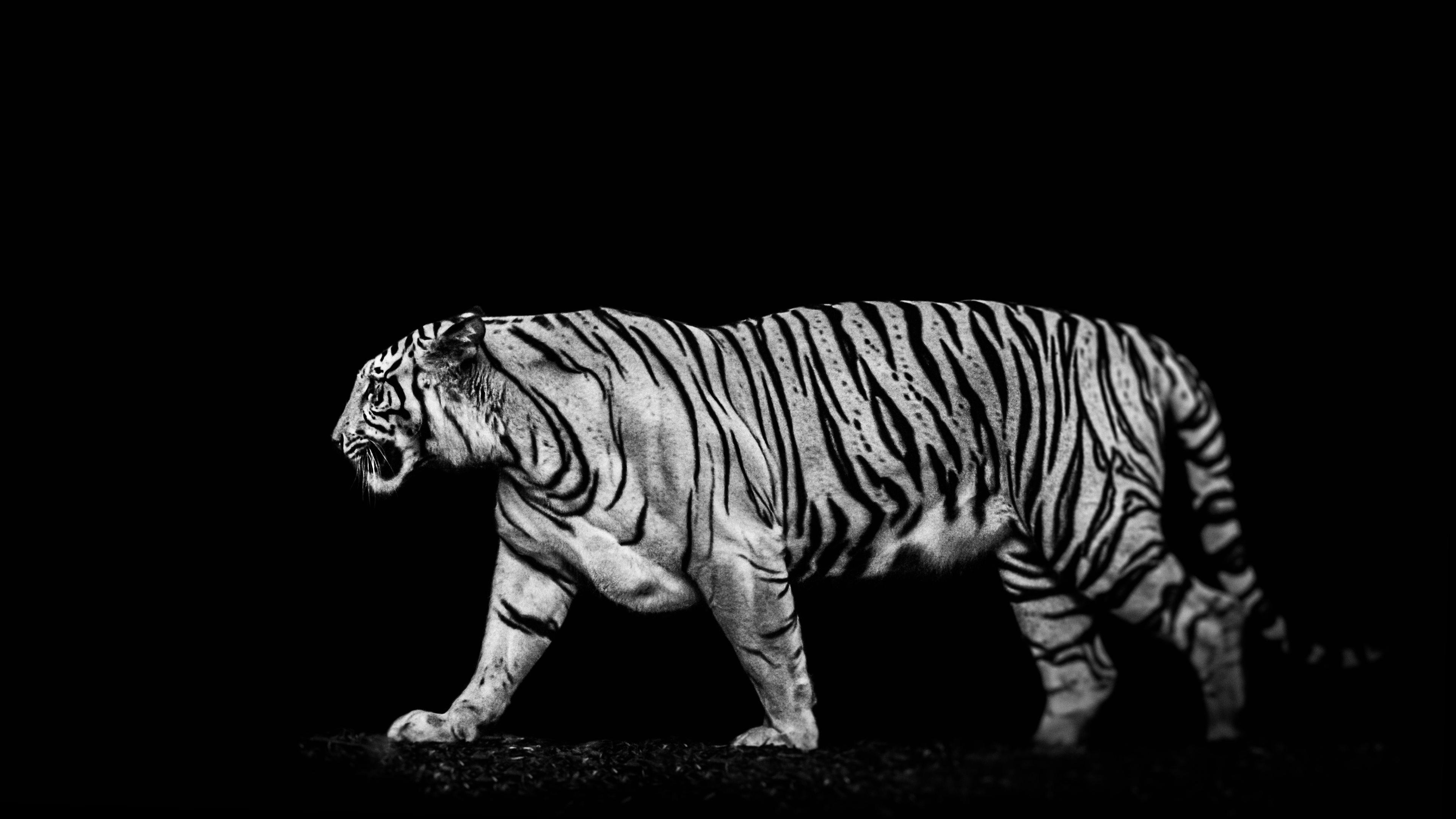 Black And White Tiger Wallpapers