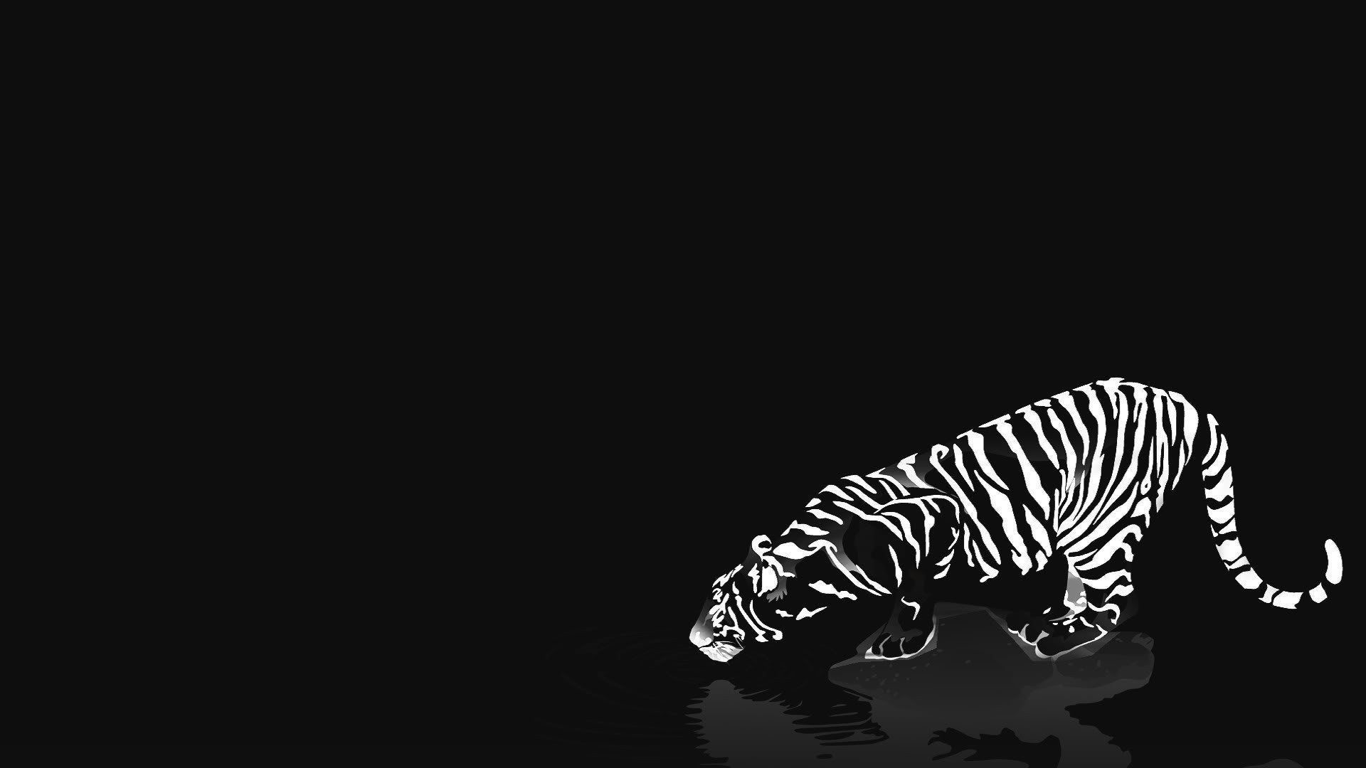 Black And White Tiger Wallpapers