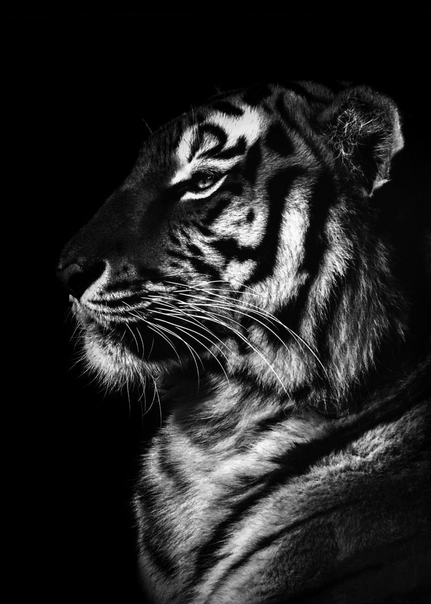 Black And White Tiger Wallpapers