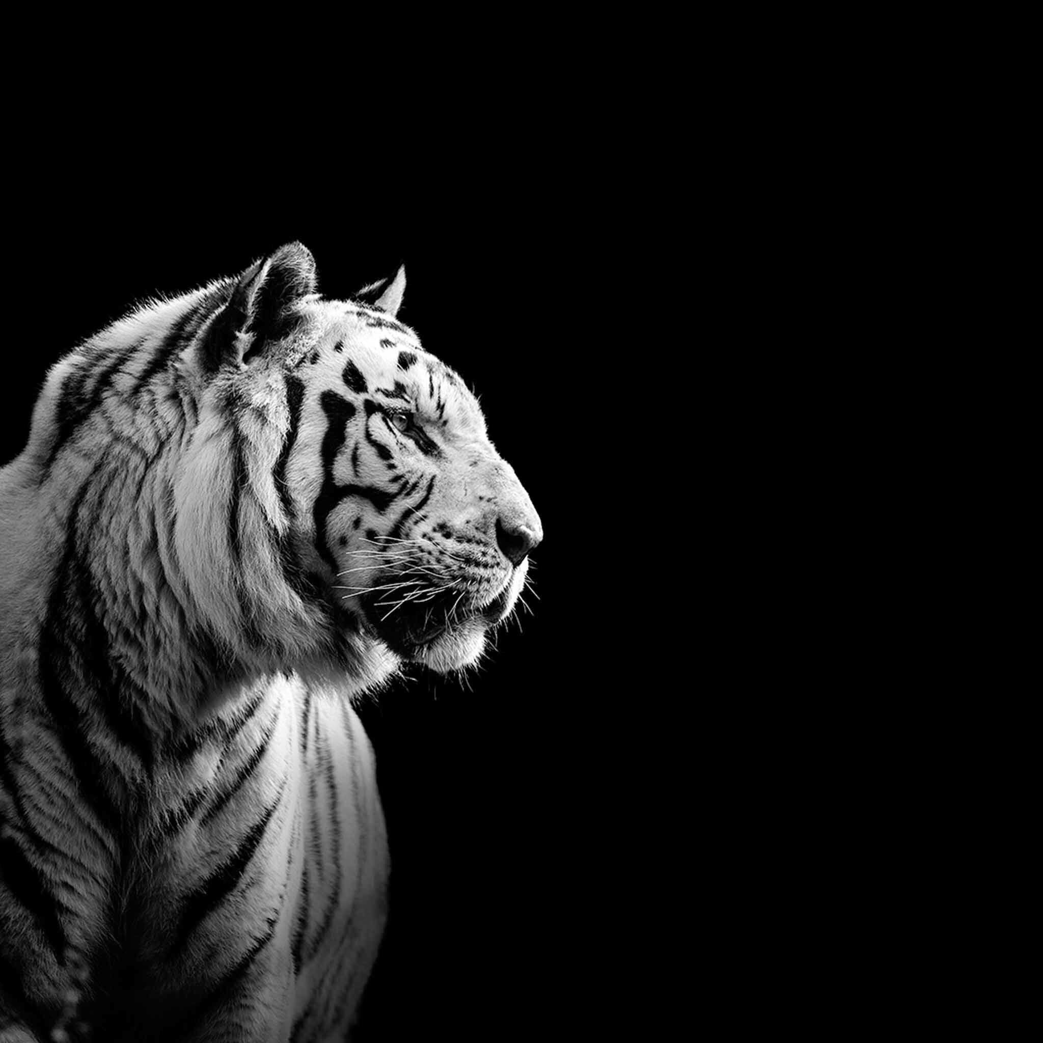 Black And White Tiger Wallpapers