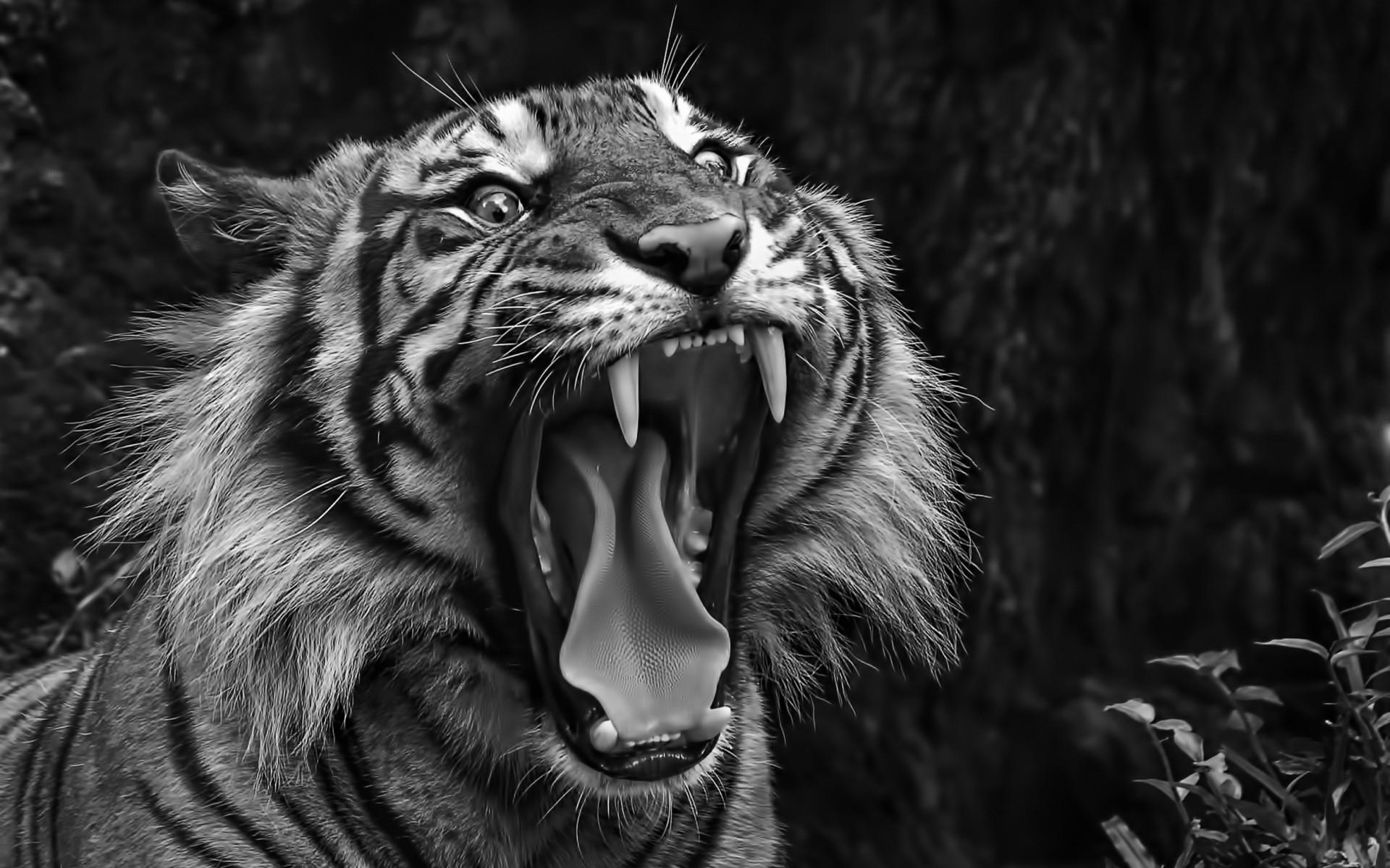 Black And White Tiger Wallpapers