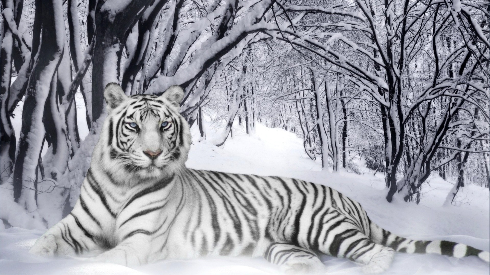 Black And White Tiger Wallpapers