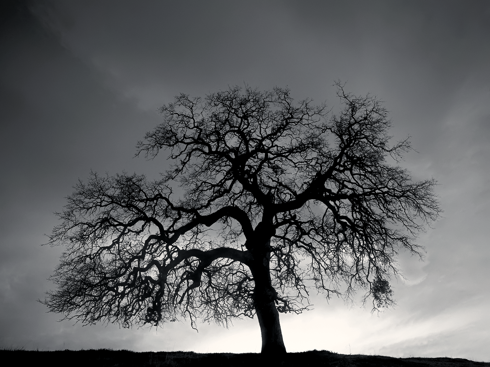 Black And White Tree Wallpapers