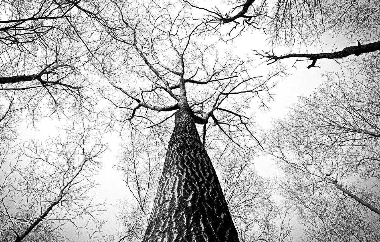 Black And White Tree Wallpapers