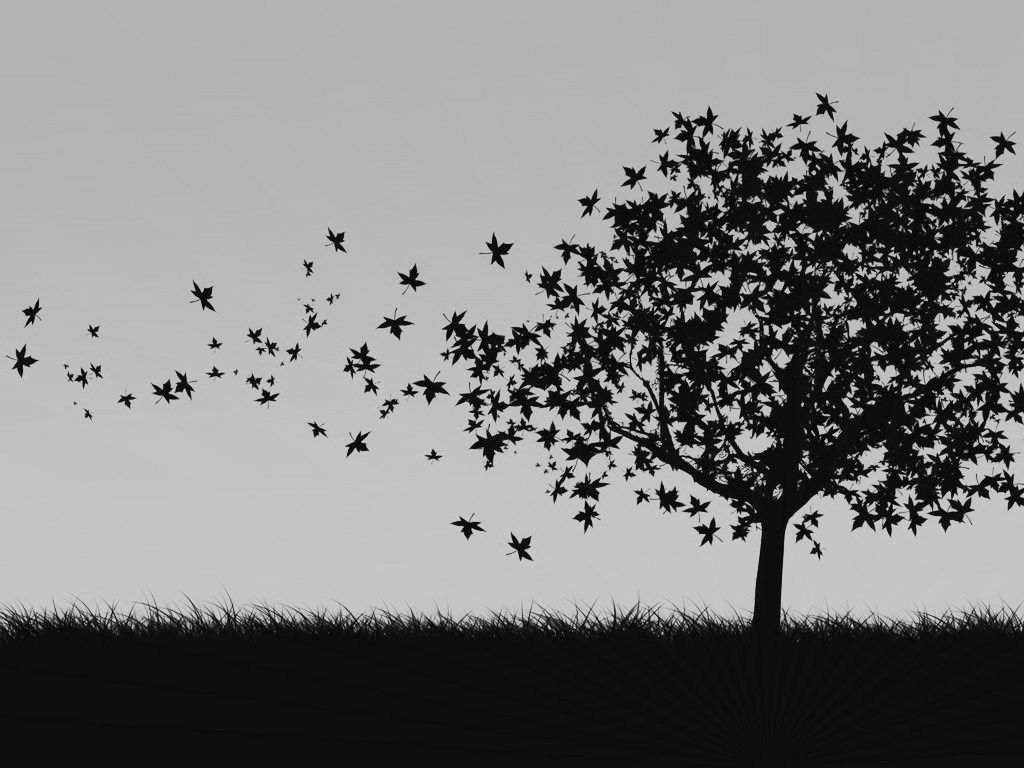 Black And White Tree Wallpapers