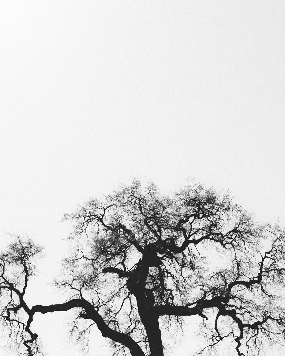 Black And White Tree Wallpapers