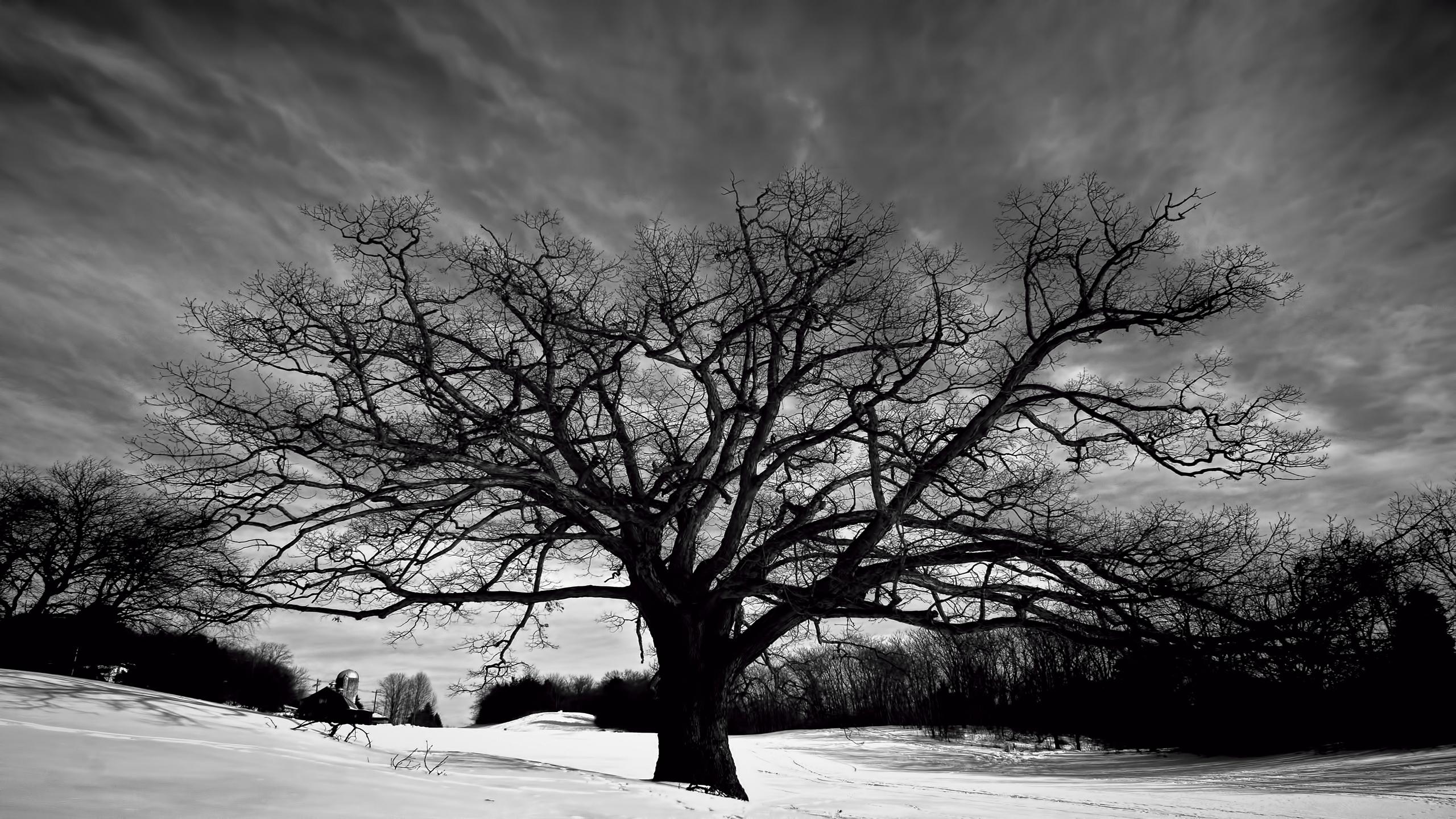 Black And White Tree Wallpapers