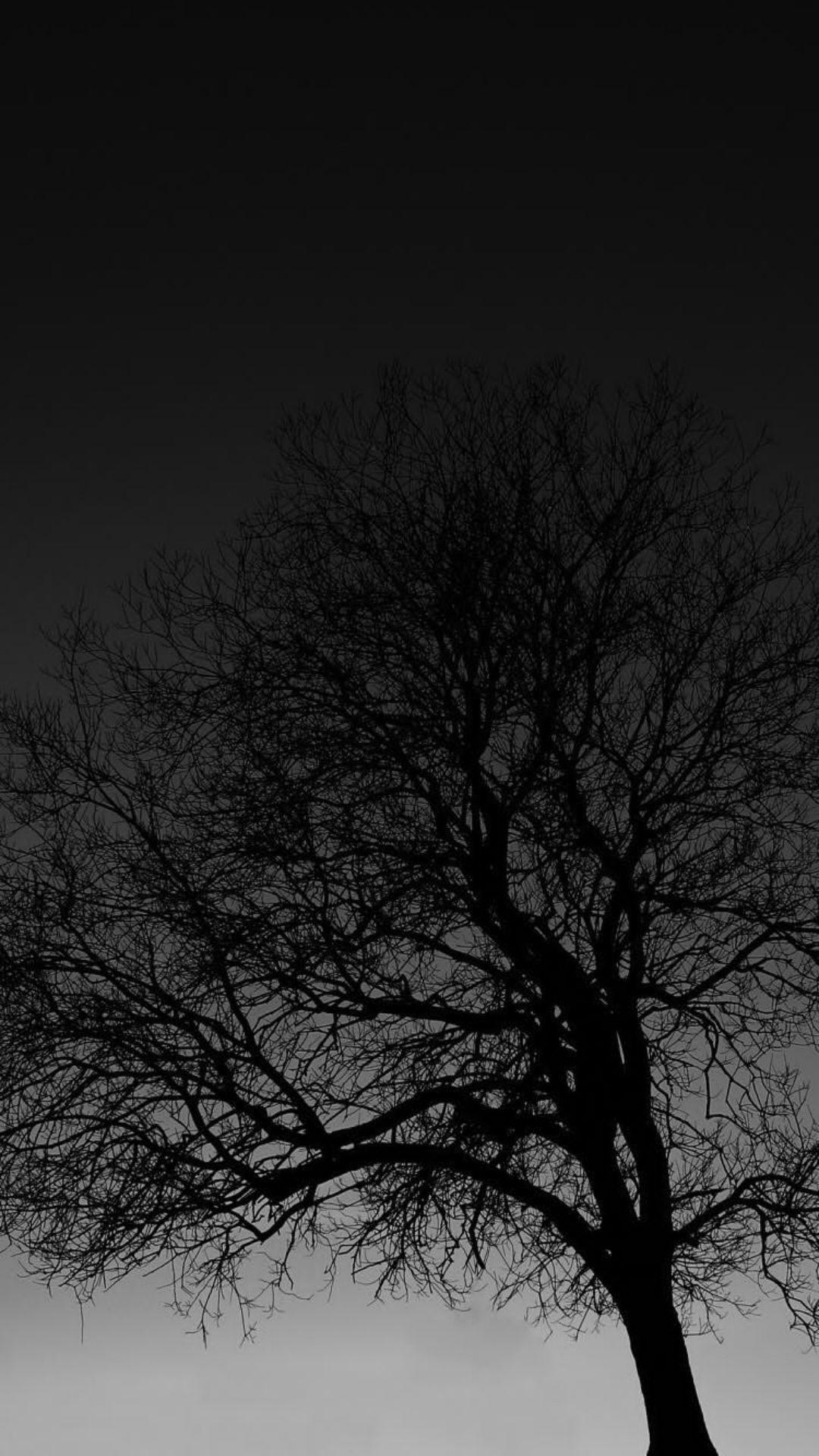 Black And White Tree Wallpapers