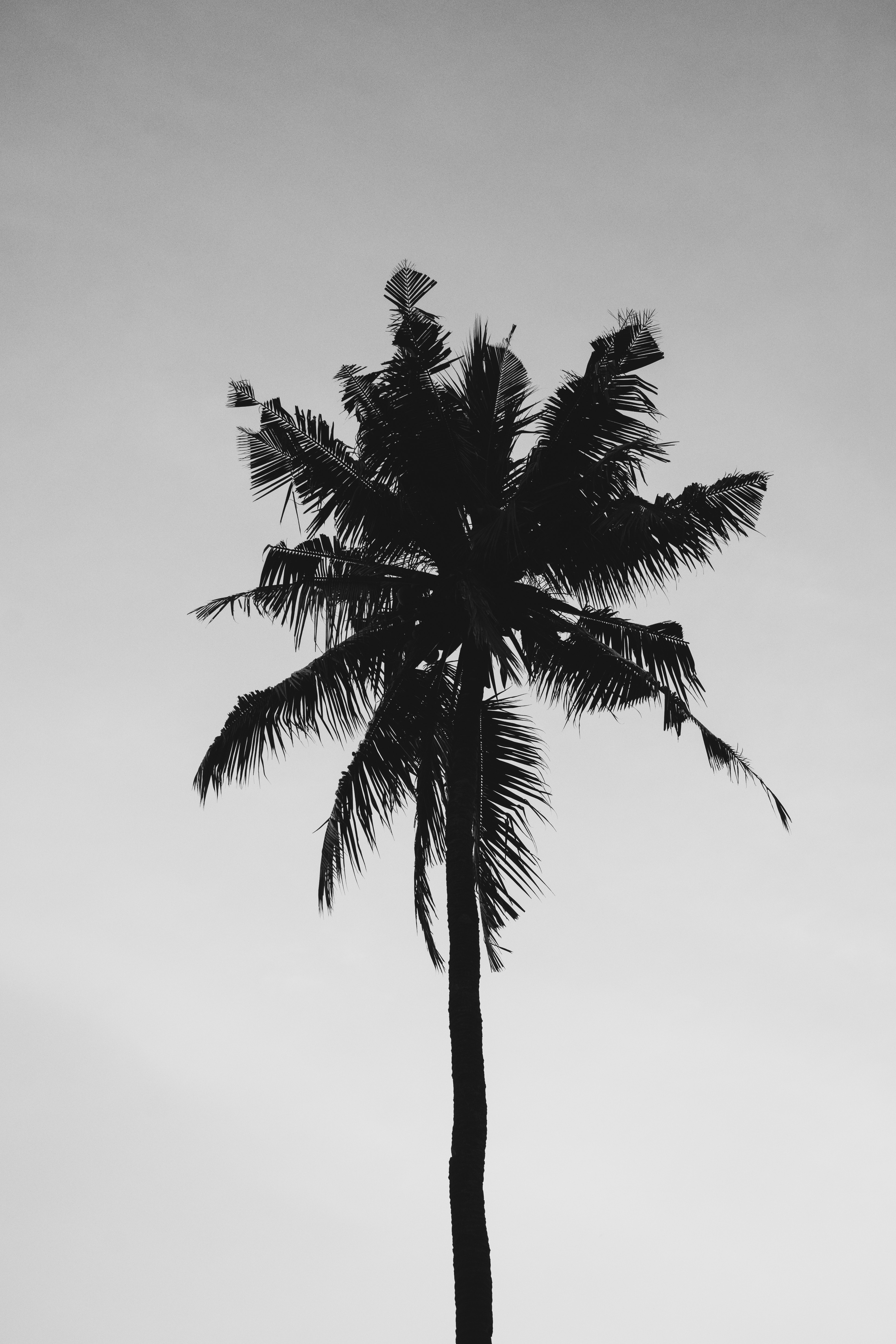 Black And White Tree Wallpapers